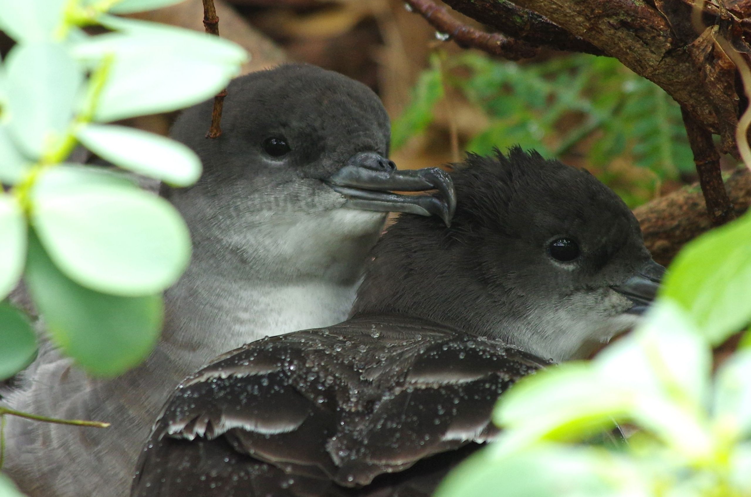 プラスチック消費によるアルツハイマー病に似た症状を示す海鳥