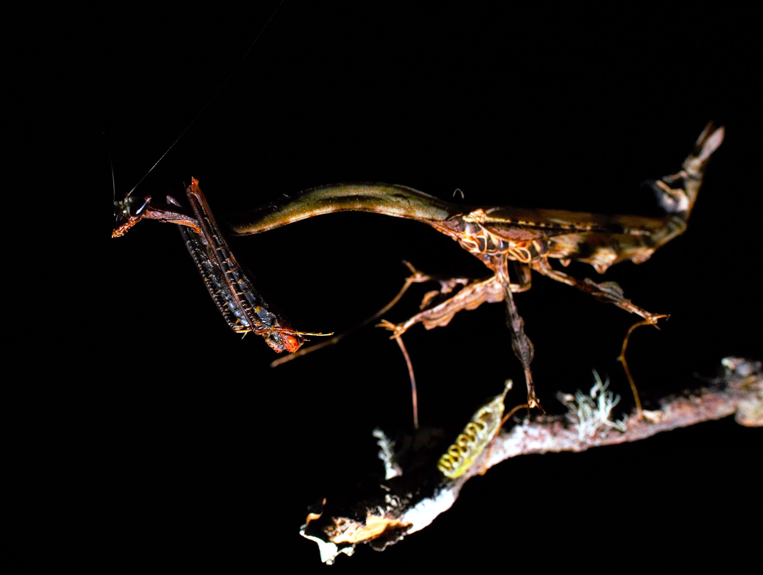 このミニ「ドラゴン」は本物ですが、ファンタジー映画の生き物のように見えます