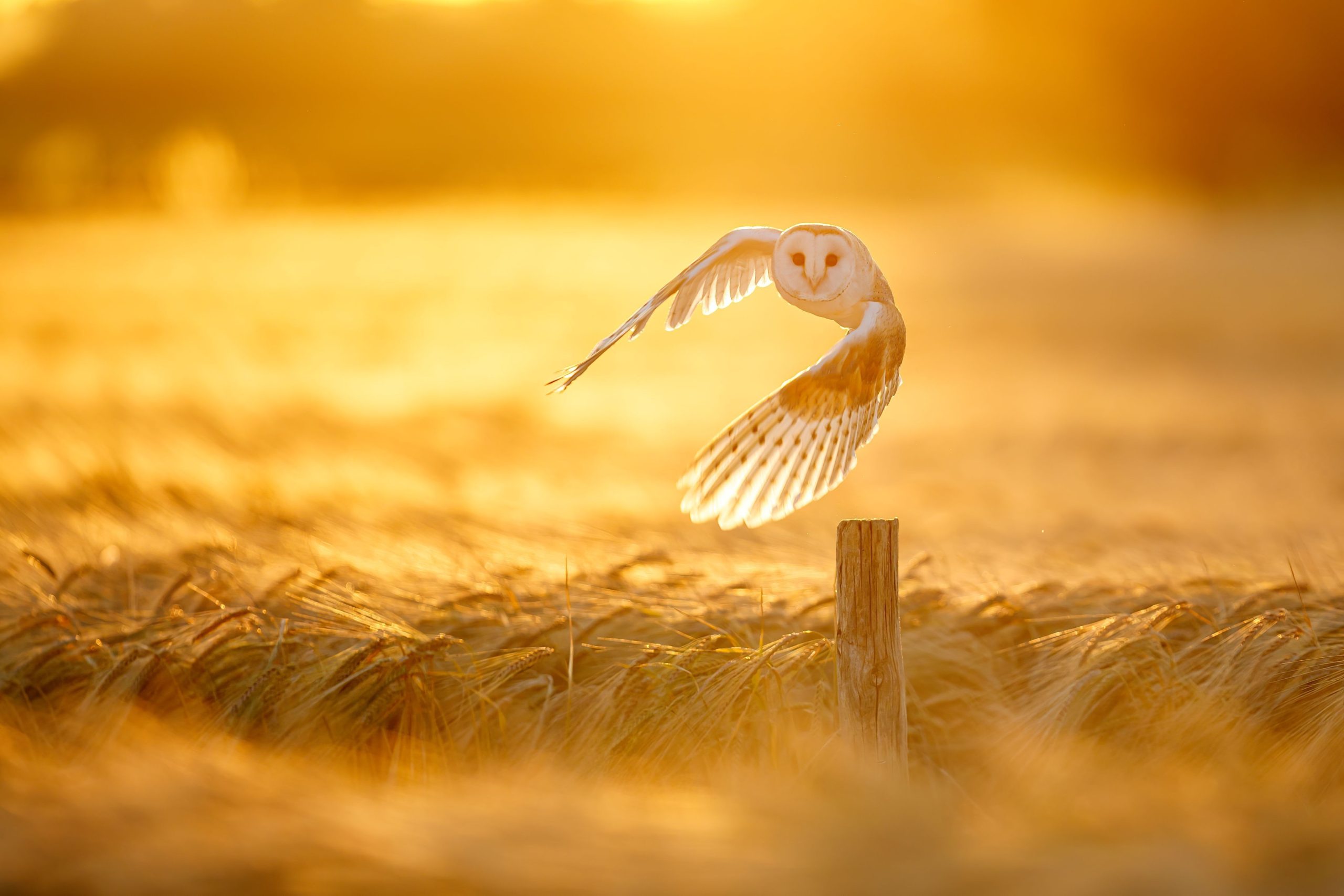 フランスの「ゴールデンフクロウ」の隠された宝物の31年間の検索が終わりました