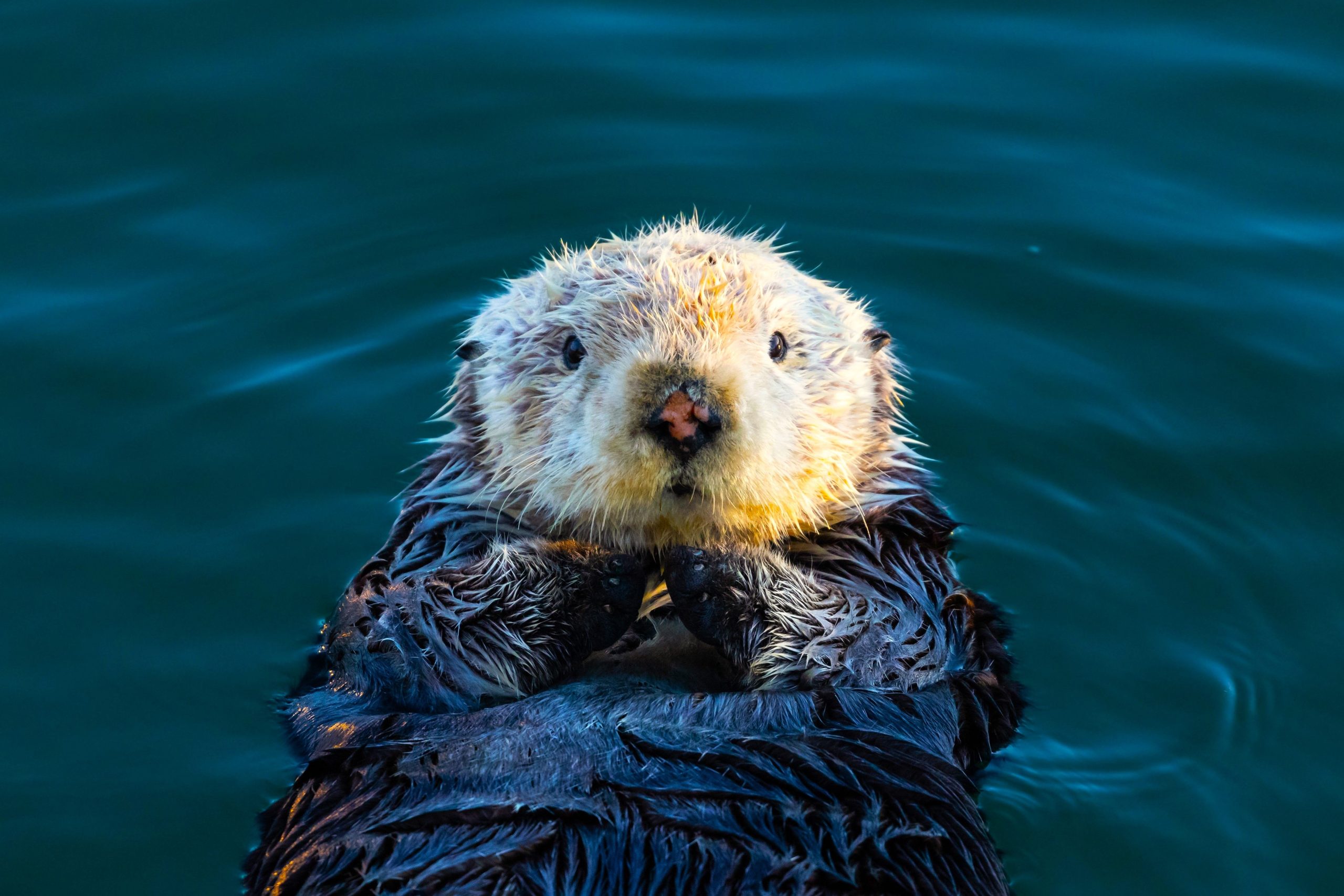 アメリカで最もかわいい野生動物がポケットを持っている理由は絶対に愛らしいです