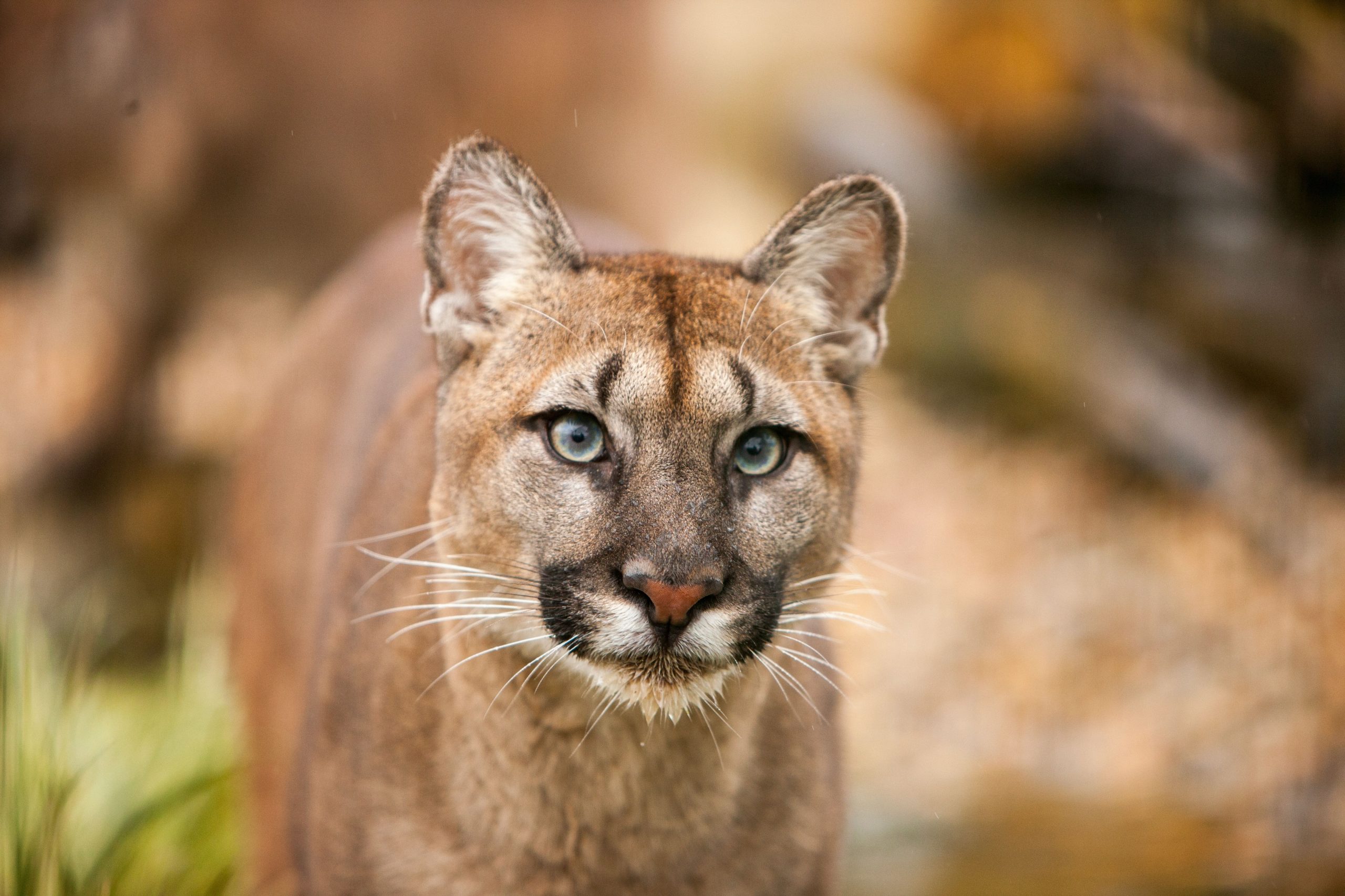 マウンテンライオンが人間の間に住んでいるカリフォルニアの都市