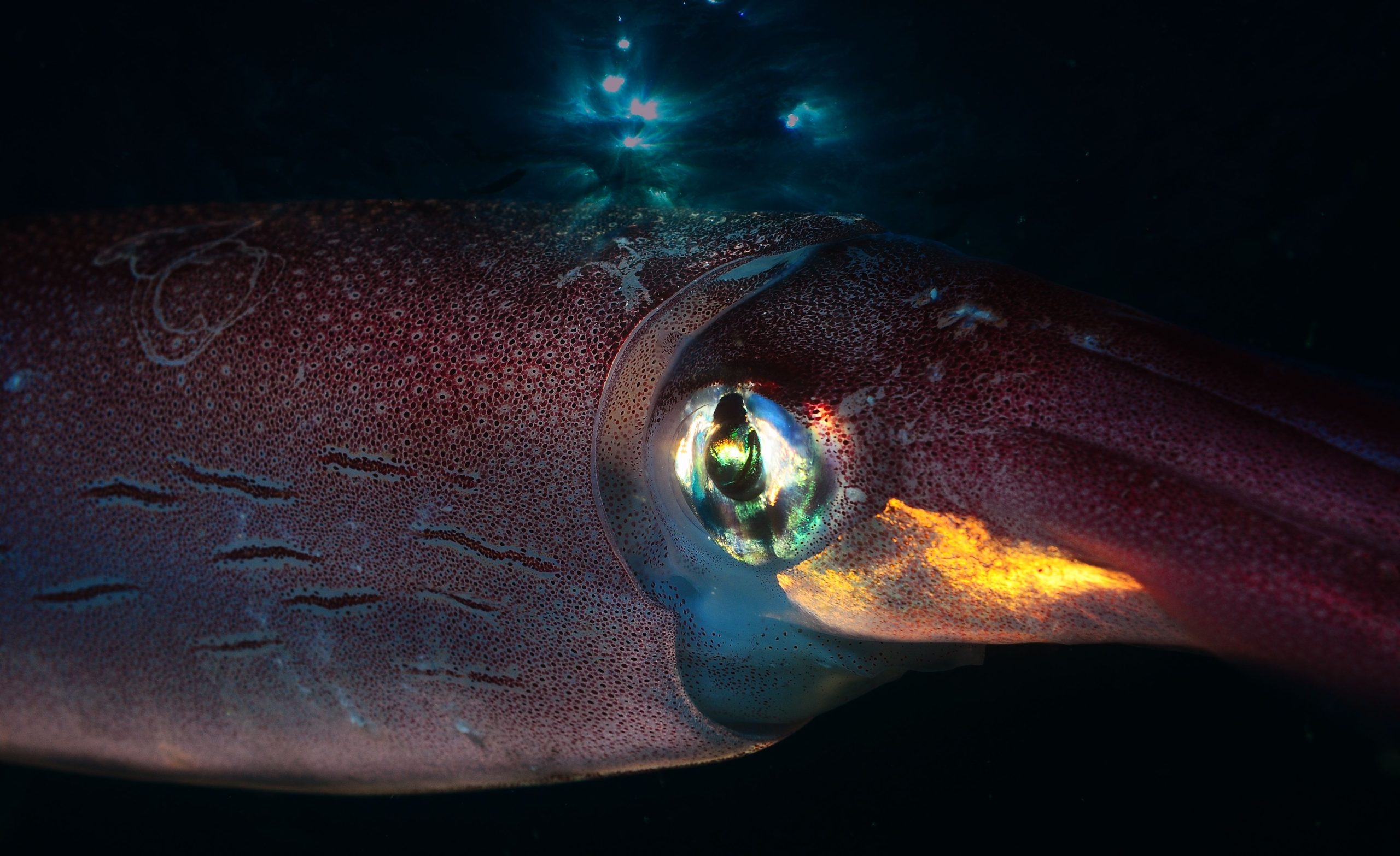 海の「吸血鬼」は、地球上で最も奇妙な深海動物です