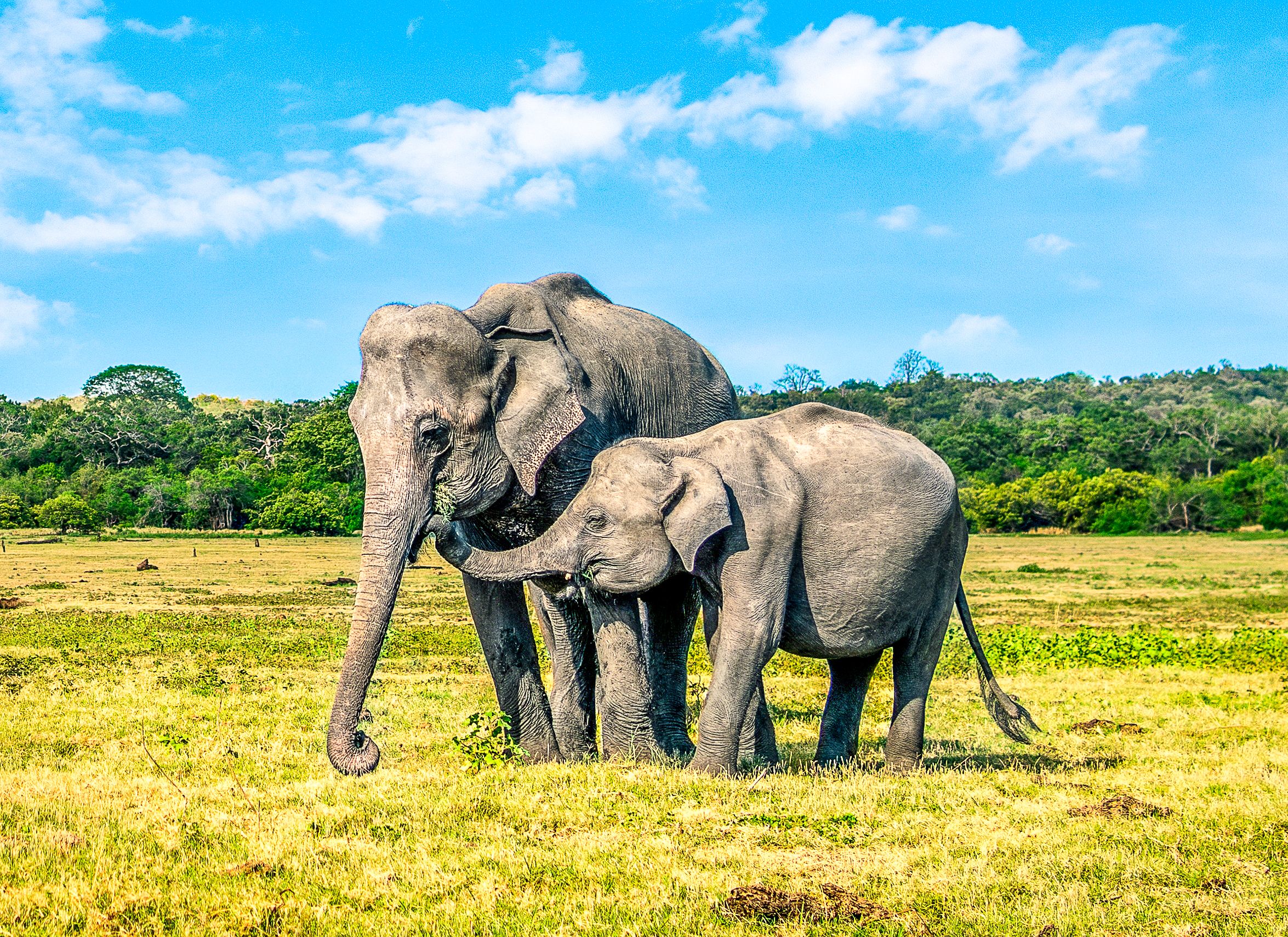 分離された後に母親と再会した赤ちゃんの象は、私たち全員が必要とする気持ちの良い写真です