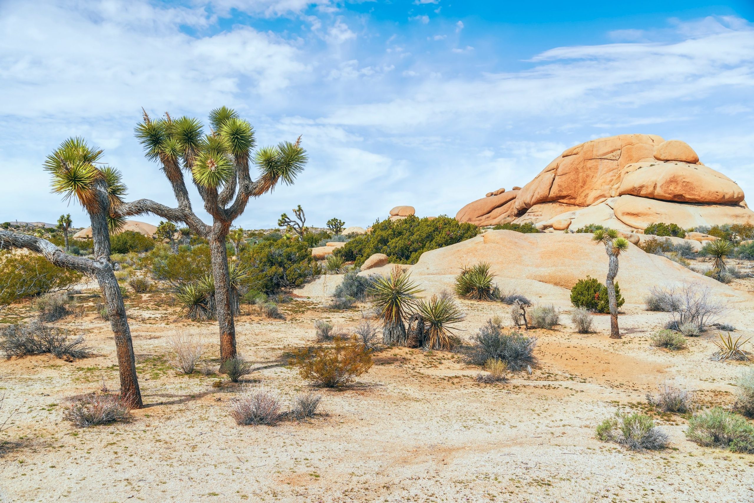 ティックトック：このカリフォルニア国立公園は2100年までに消える可能性があります