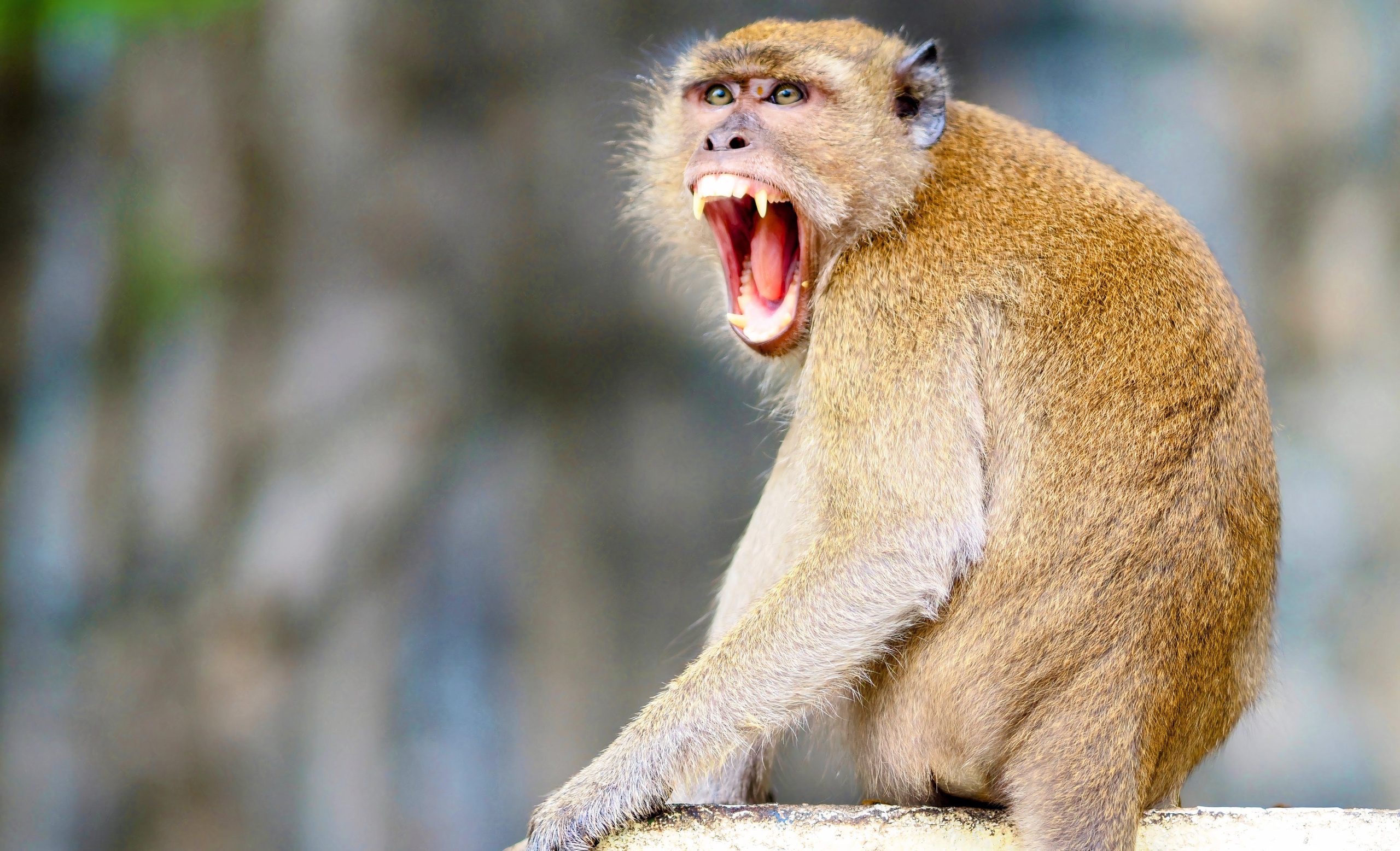 この象徴的な観光スポットのサルは、訪問者を恐怖に陥れています