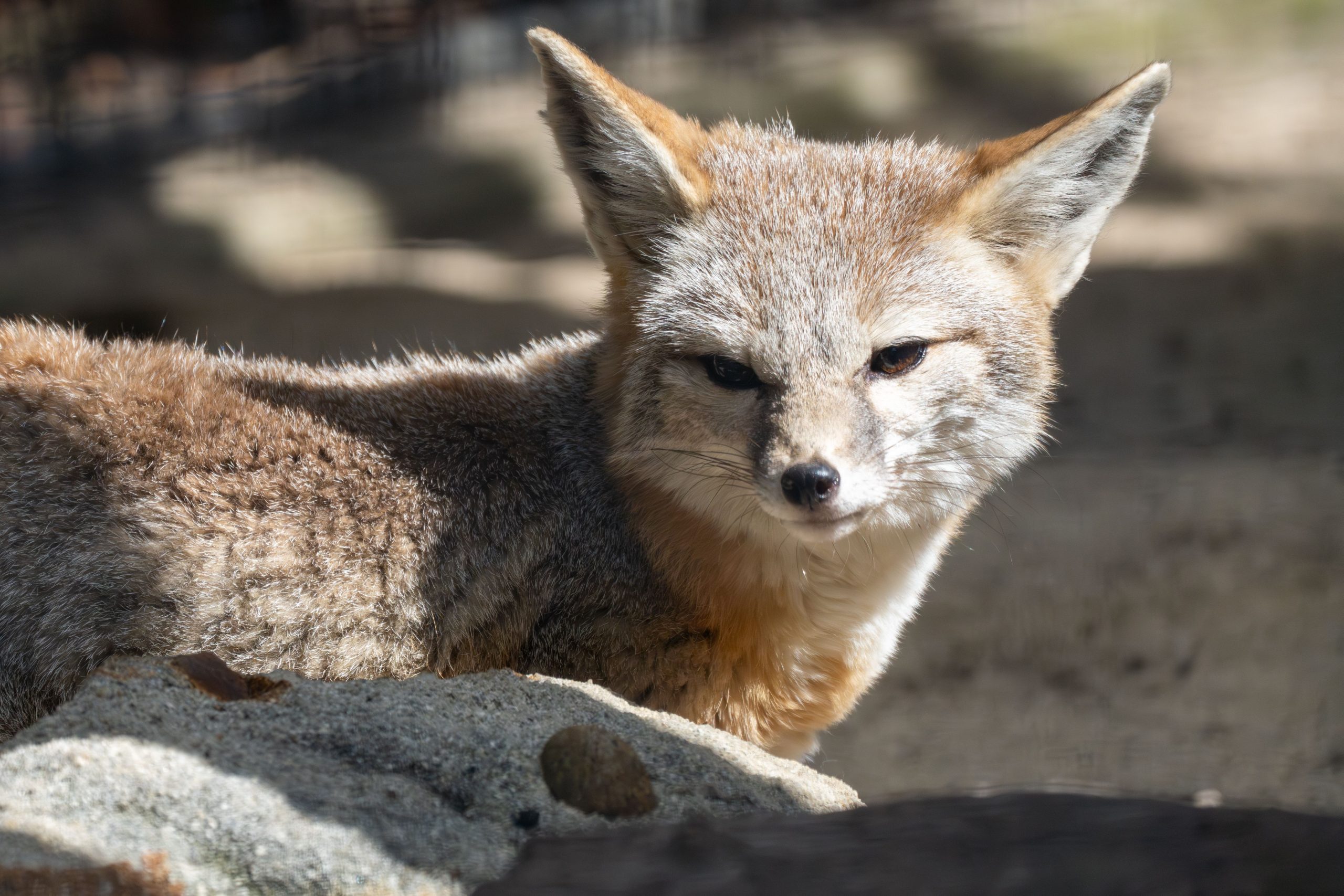 カリフォルニアの危険にさらされた種を嗅ぐことで、カリフォルニアの絶滅危species種を救うために使用される保全犬