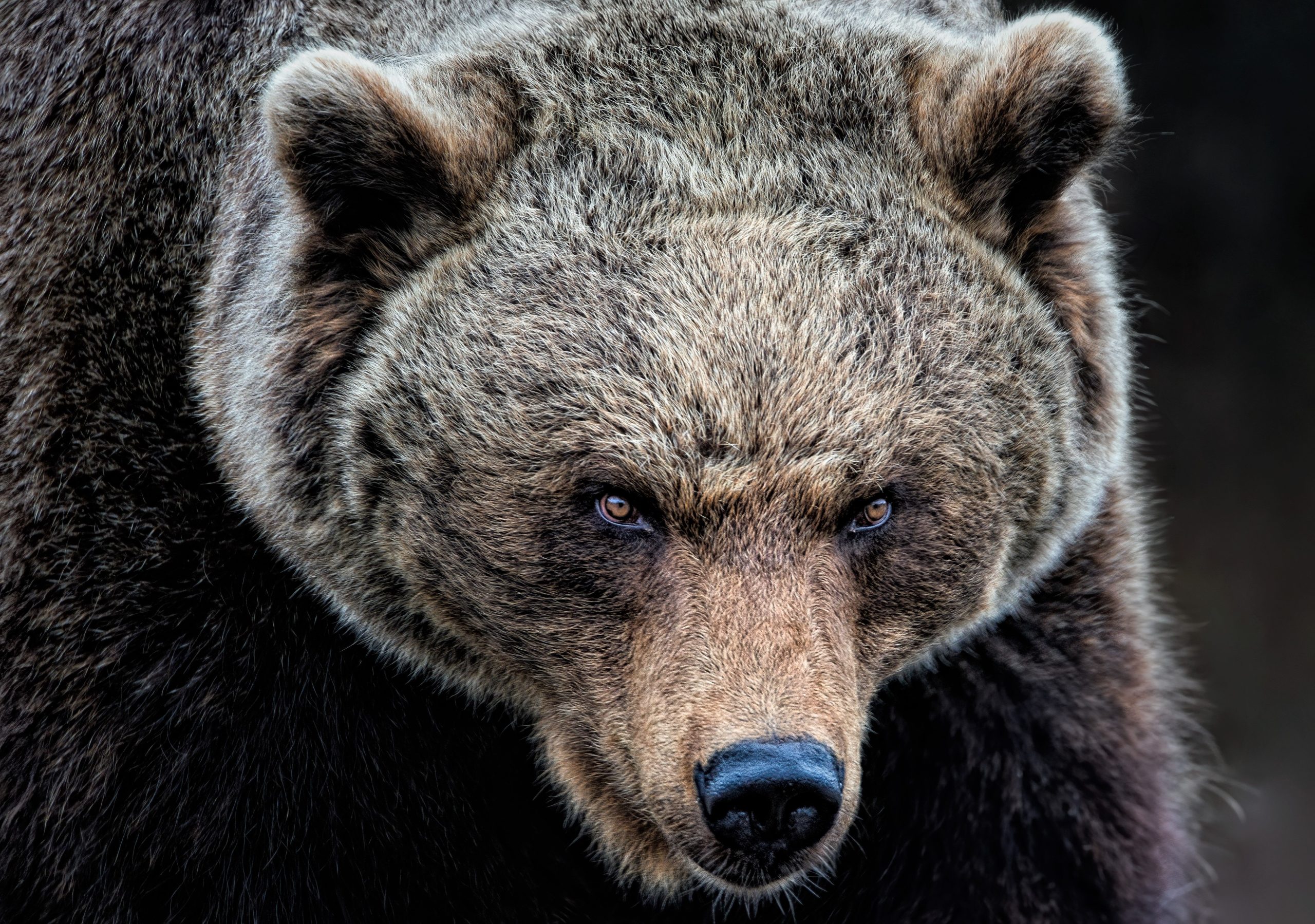 グリズリークマに激しく攻撃された男は、ついに恐ろしい事件について話す準備ができています