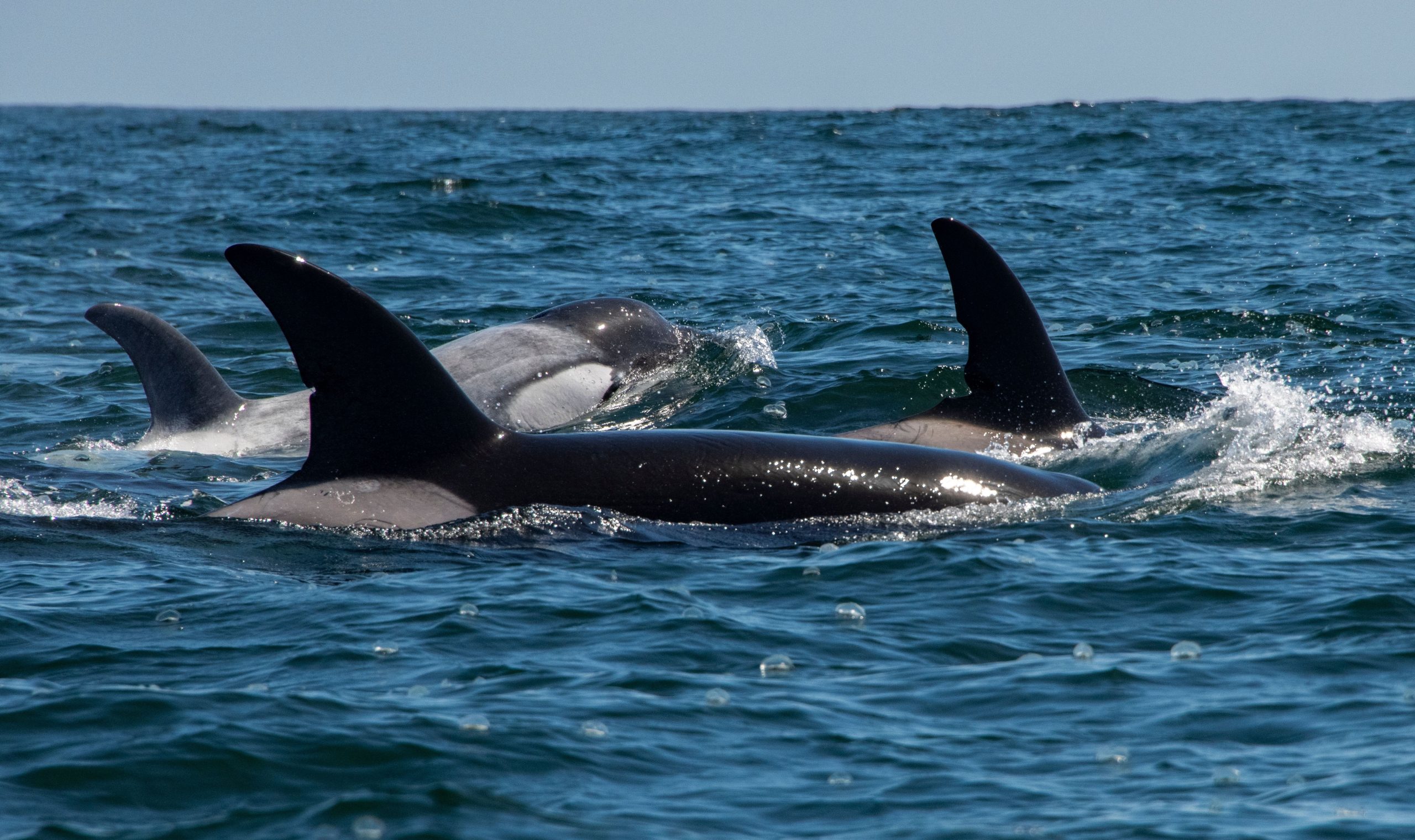 フロスティは今どこにいますか？群衆から際立っているキラークジラを追跡し続ける