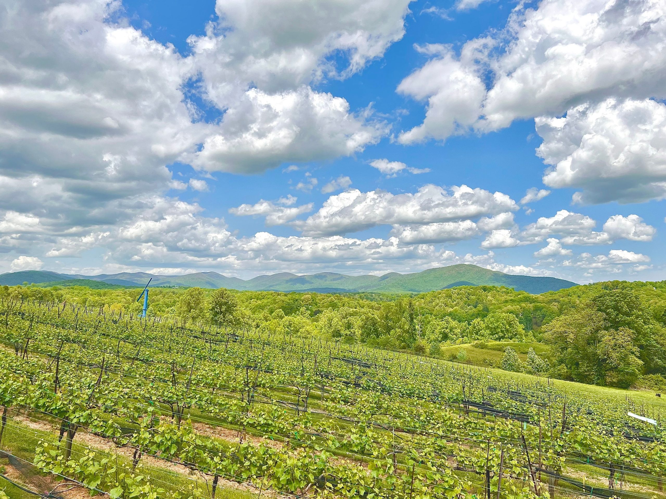 この過小評価されている小さな町は、「ジョージアのナパバレー」です