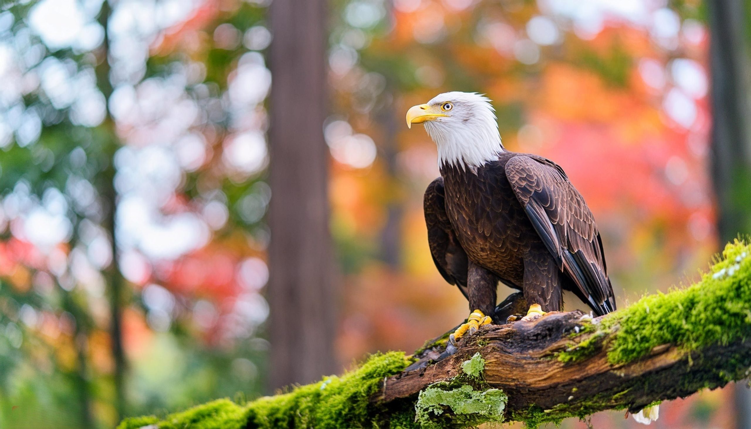 巣から空へ：ギズモとサニーは成長し、自由に舞い上がる準備をします