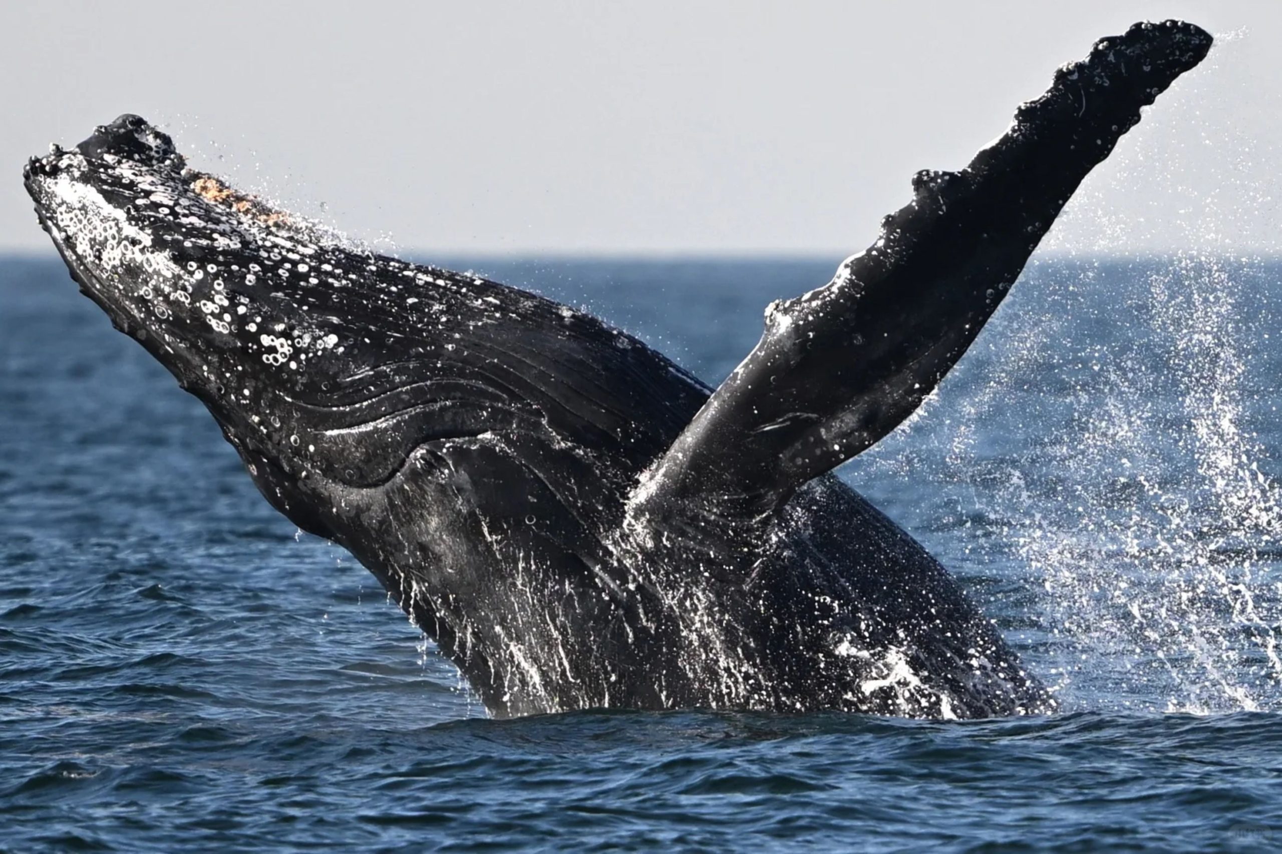 別の灰色のクジラがカリフォルニアビーチで洗い流すにつれて、神秘的な死は続きます