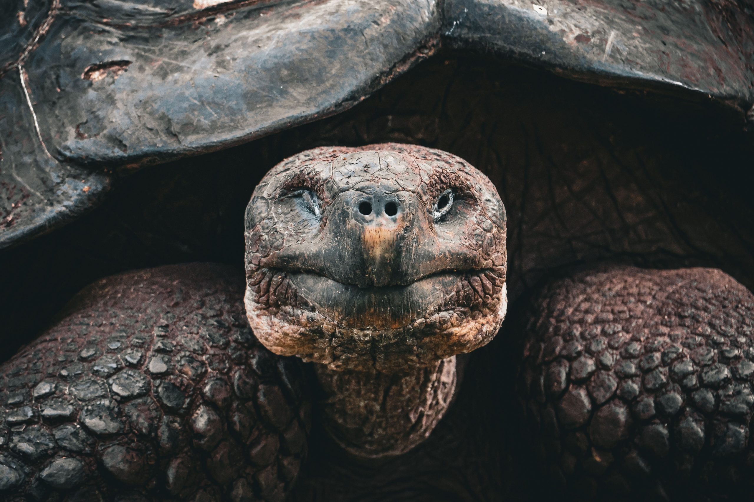 この絶滅の危機にあるカメはちょうど100歳で世界最古の母親になりました