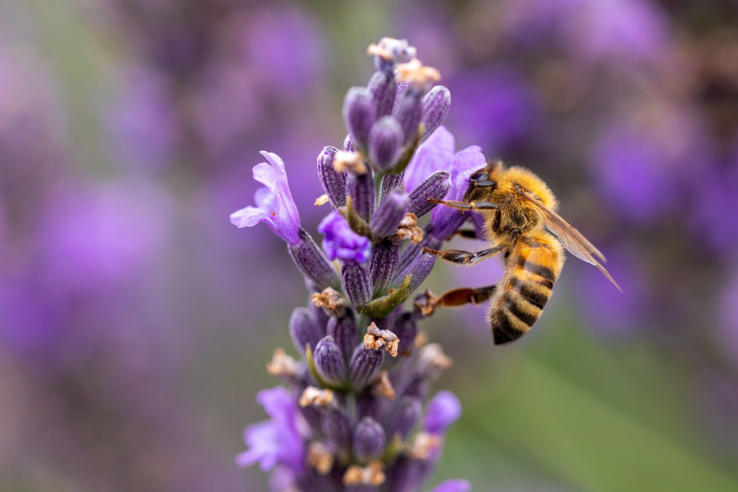 養蜂家が「記録された歴史の中で最悪の蜂の喪失」を経験するので、ミツバチは驚くべき速度で死にかけています