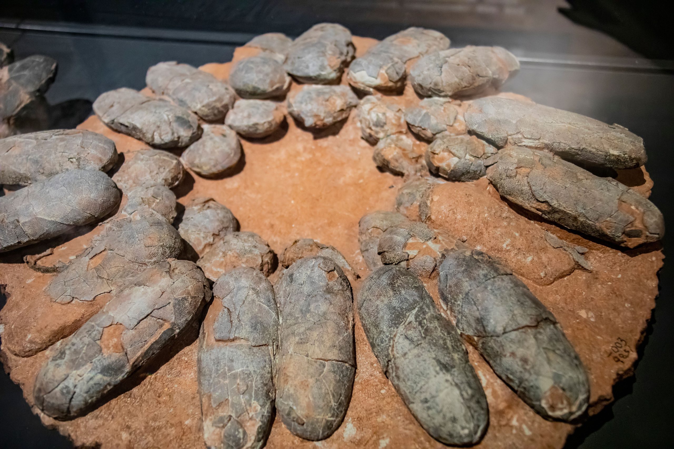 科学者は、「完全に無傷の」8,000万年前の恐竜の卵を見つけます