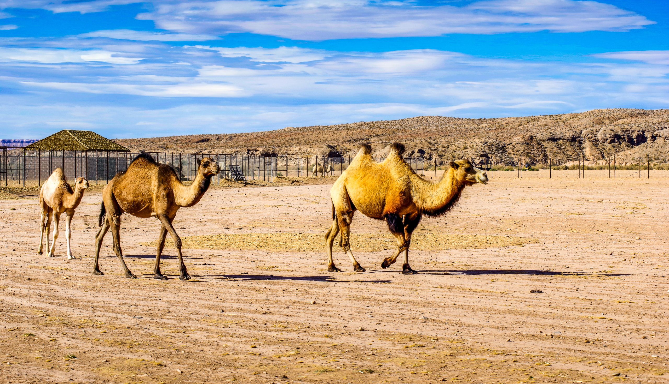ラスベガスの最も珍しい経験は、あなたがシンシティの近くで見つけることを決して期待しないものです