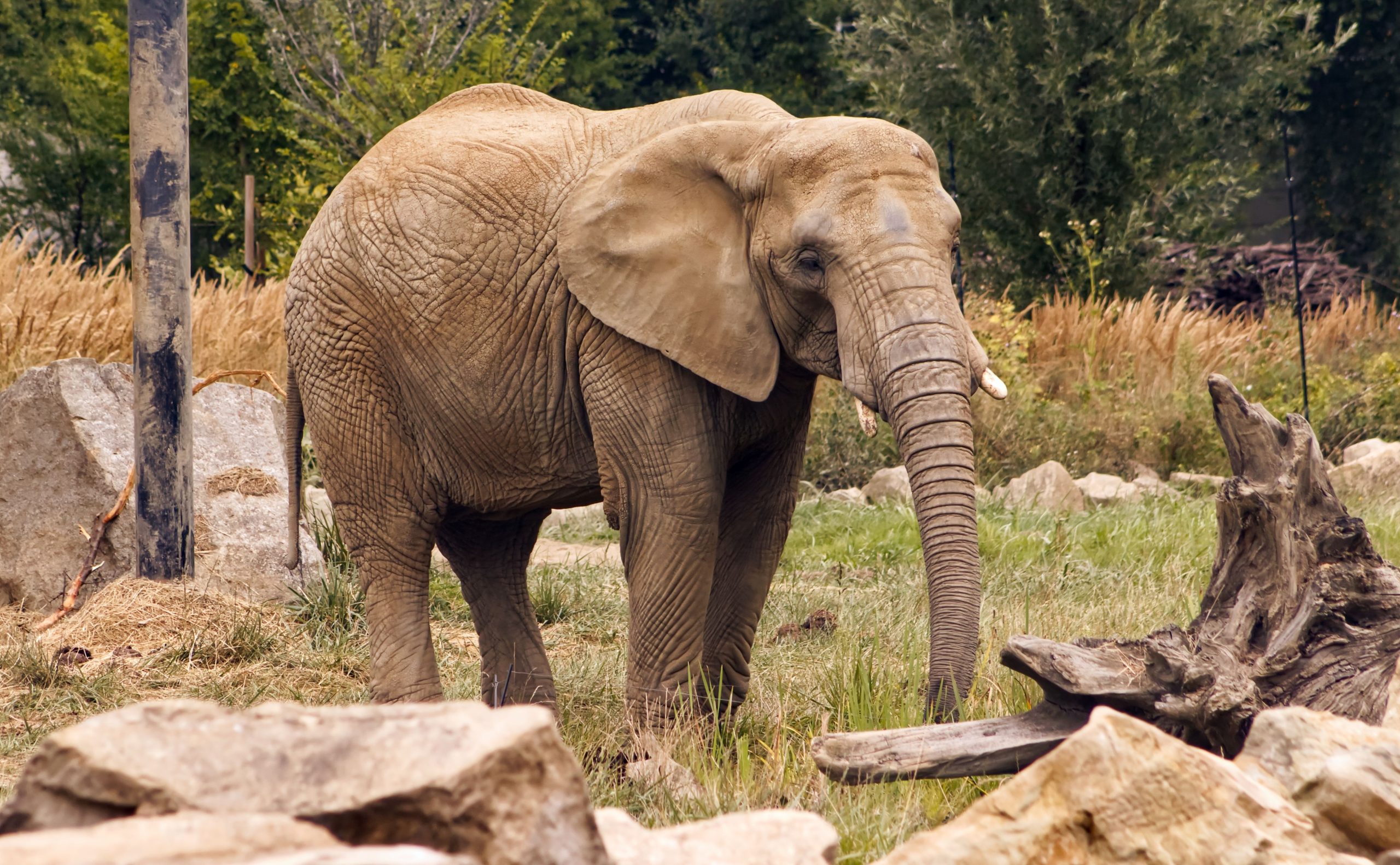 スペイン動物園は、象が生活支援プログラムで優雅に老化するのを助けます