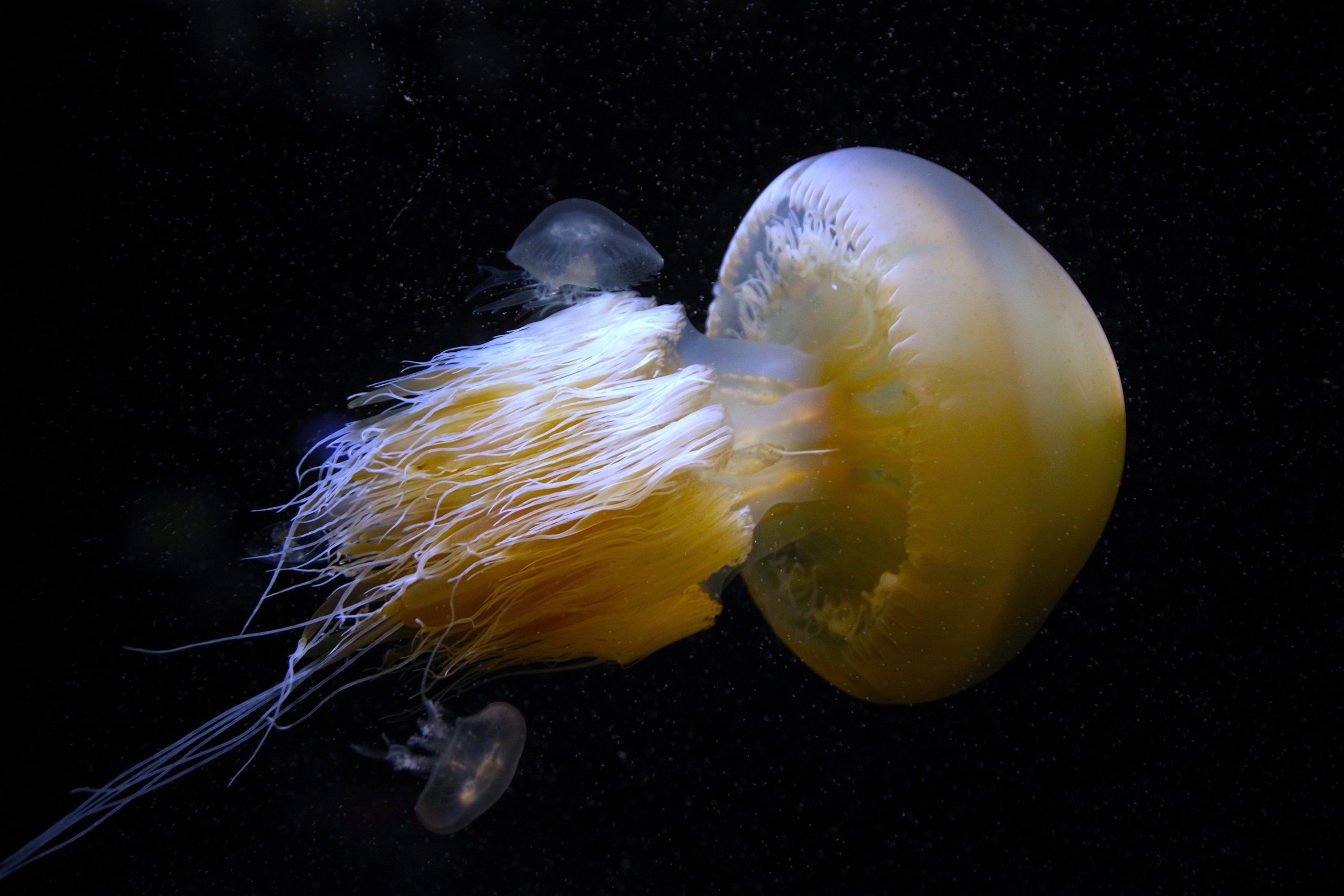 このクラゲはボートを沈めることができます（そして実際にそうしました）