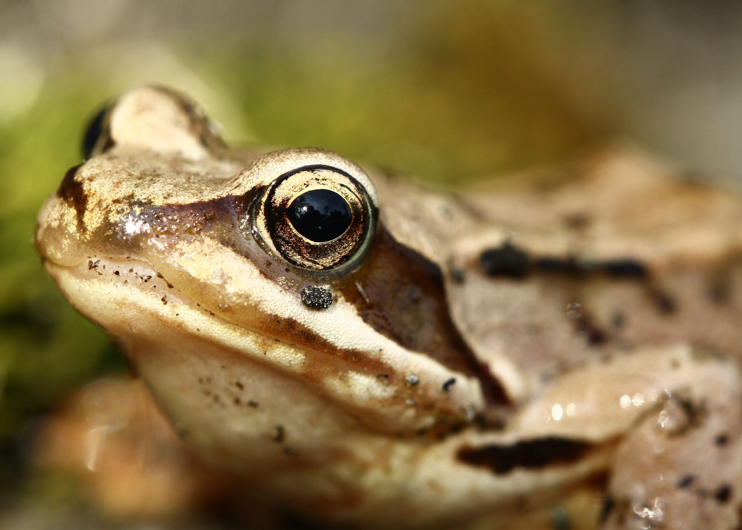 なぜこの種の女性が自分の死を偽造して交尾から抜け出す