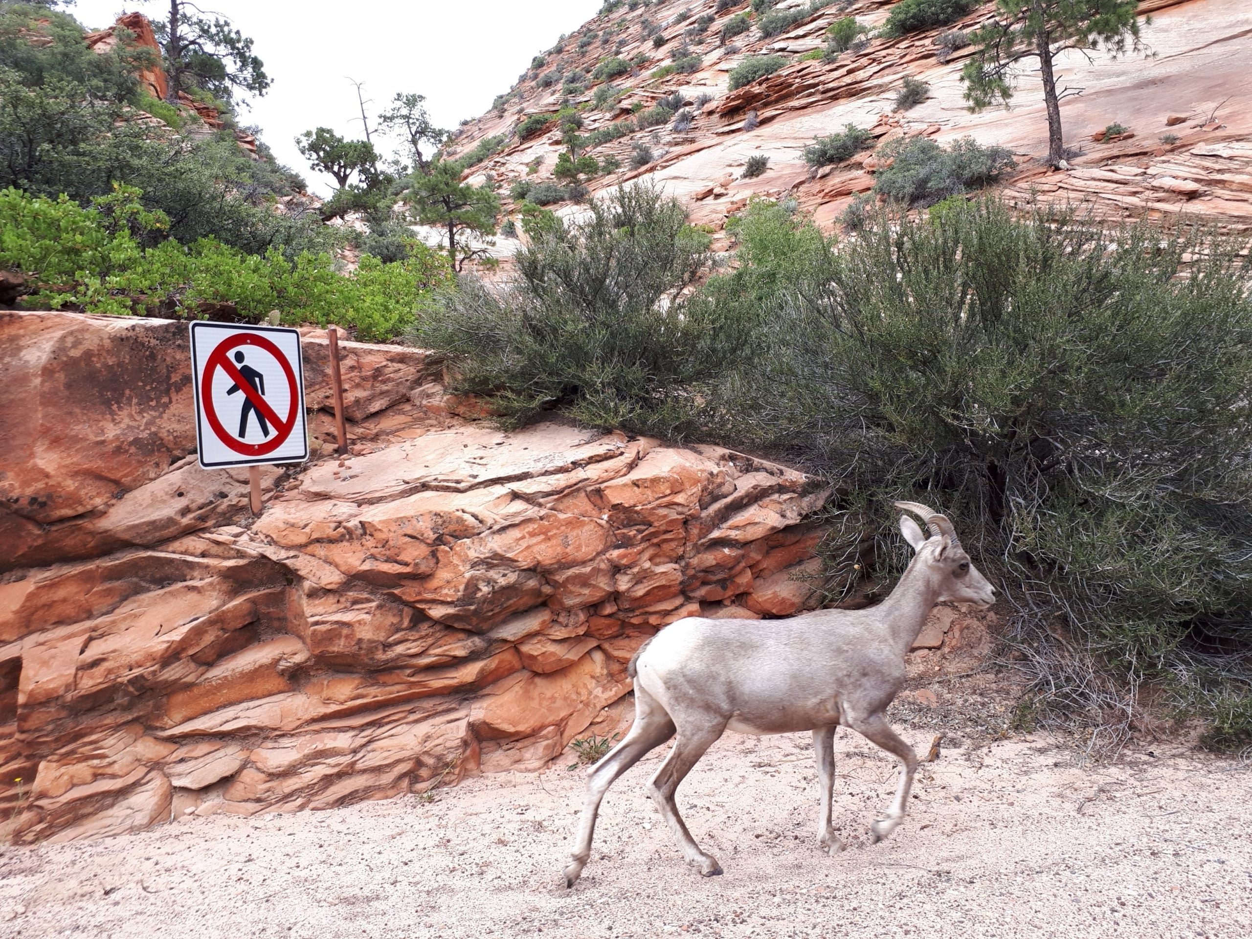 野生生物の懸念は、ザイオン国立公園の隣の新しい350ゲストリゾートで増加しています