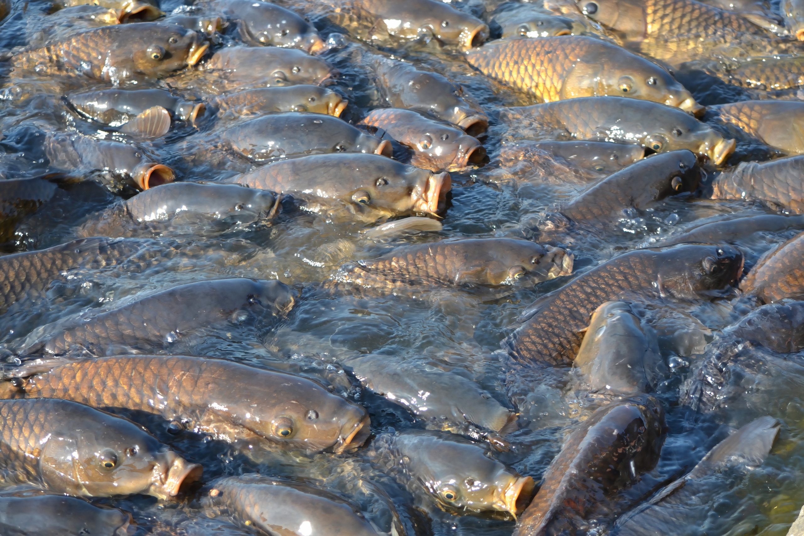 米国によって意図的に紹介されたこの外国の生き物は逃げ出し、アメリカのフードチェーンと野生生物に大混乱をもたらしています