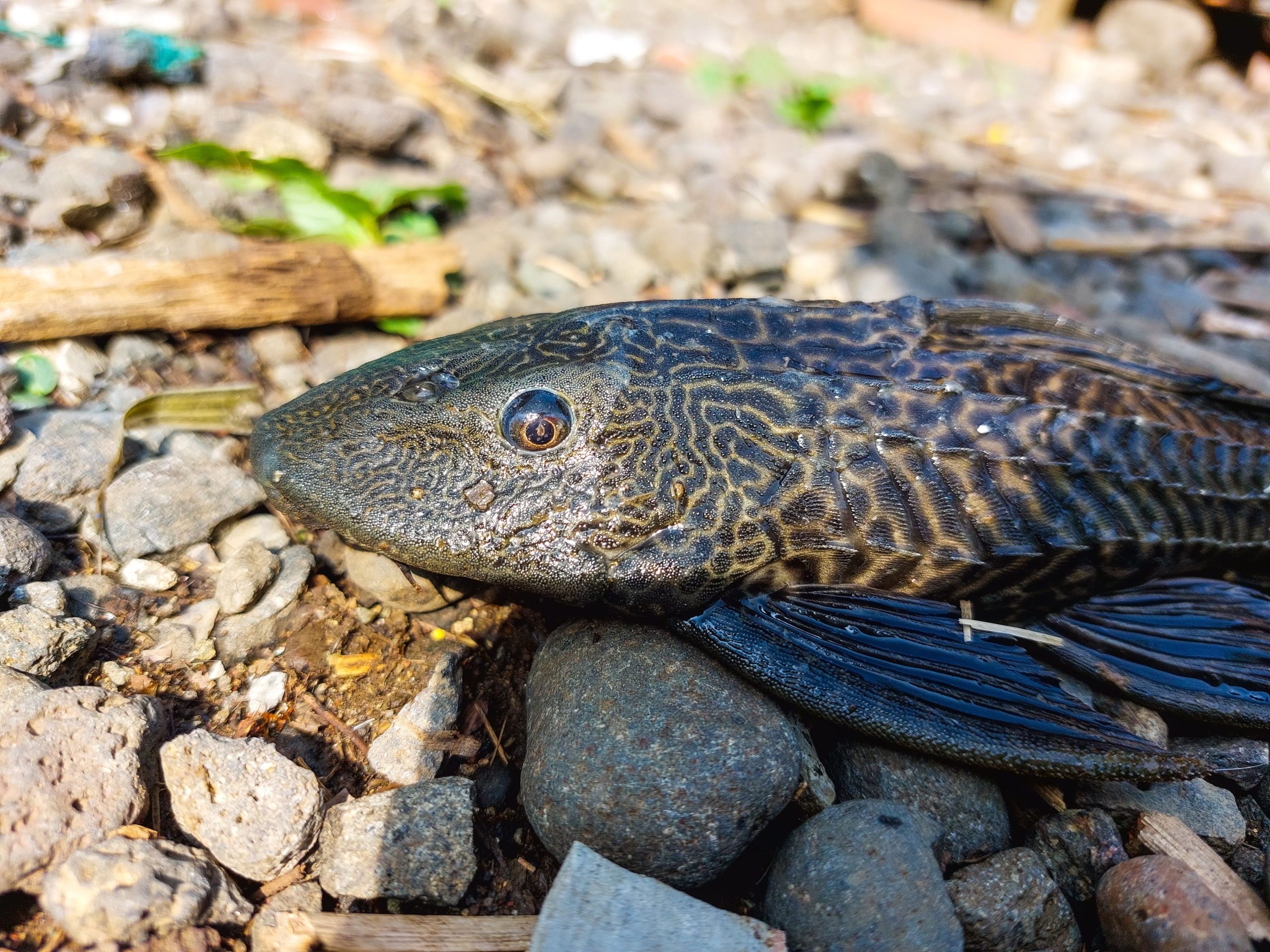 グランドティトン国立公園で見つかった新しく認識された魚種