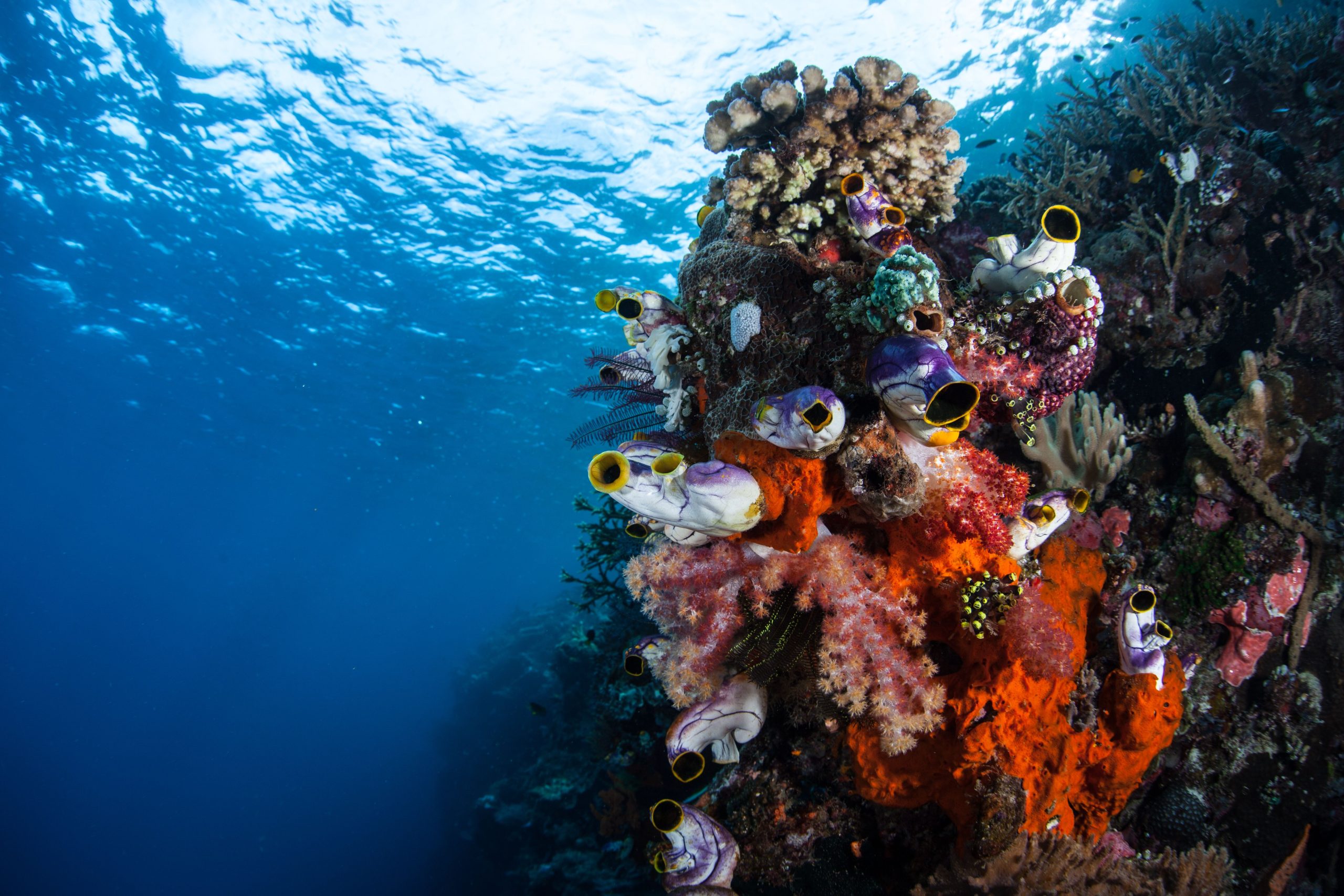 完璧な水中の世界：「海のアマゾン」の中