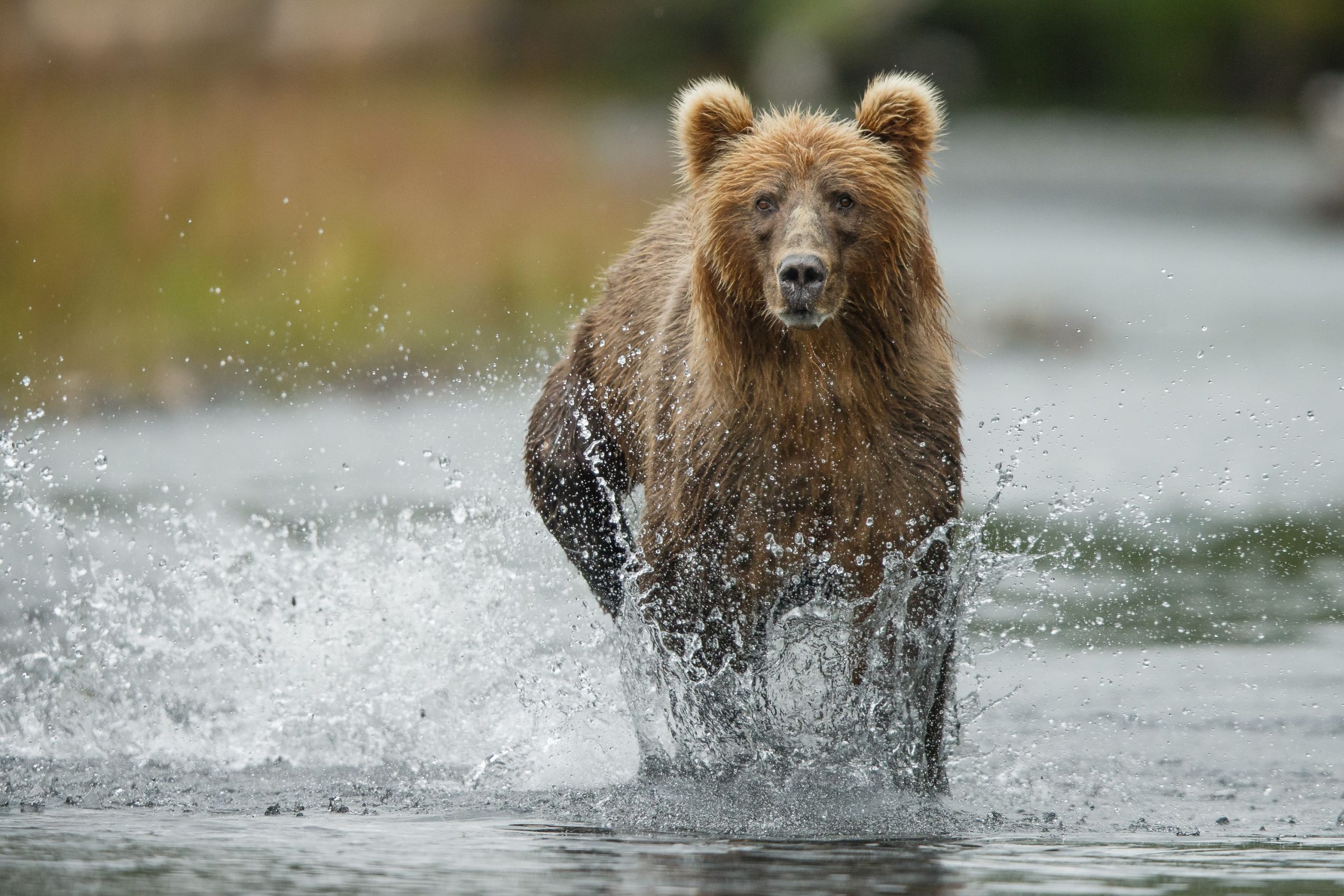 米国で最も致命的な動物関連の攻撃エリア
