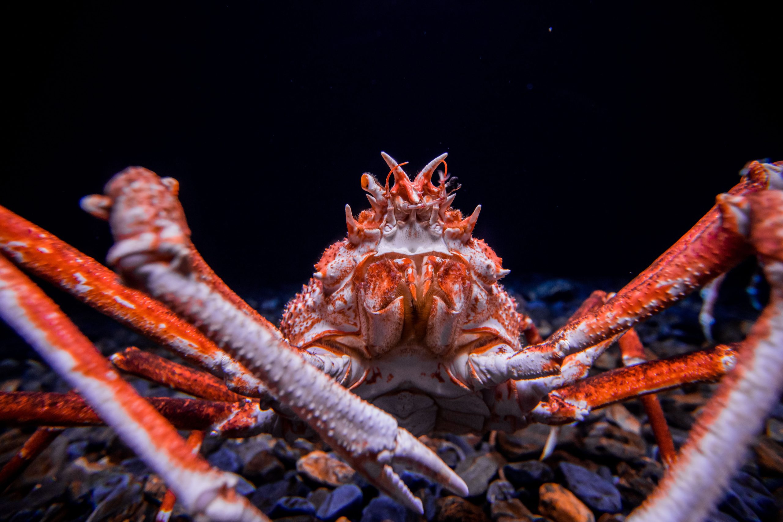 世界最大のカニは、一部の車よりも大きいです
