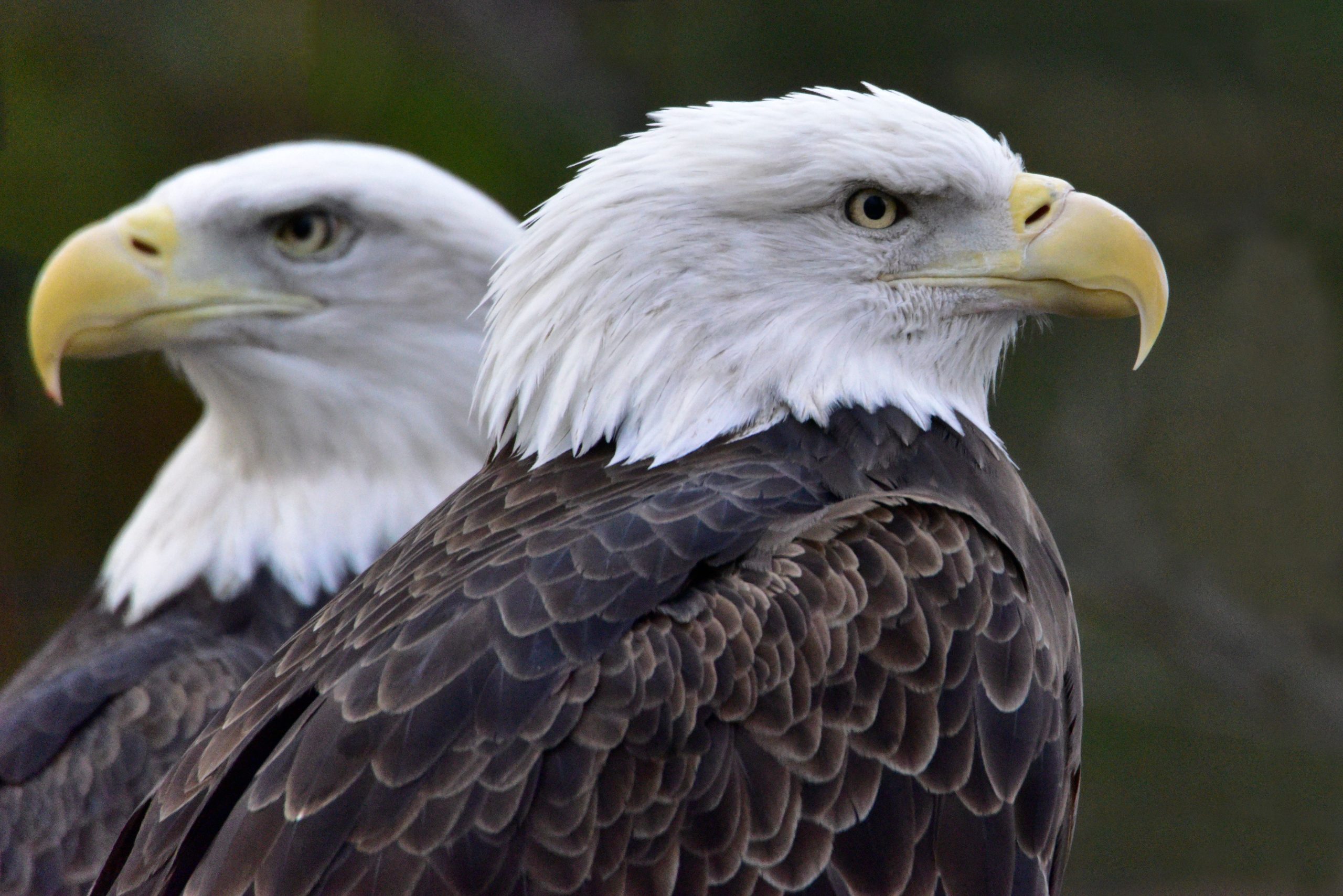 ジャッキーとシャドウを歓迎しているイーグル愛好家は、ビッグベアネストにサードイーグレットを歓迎します