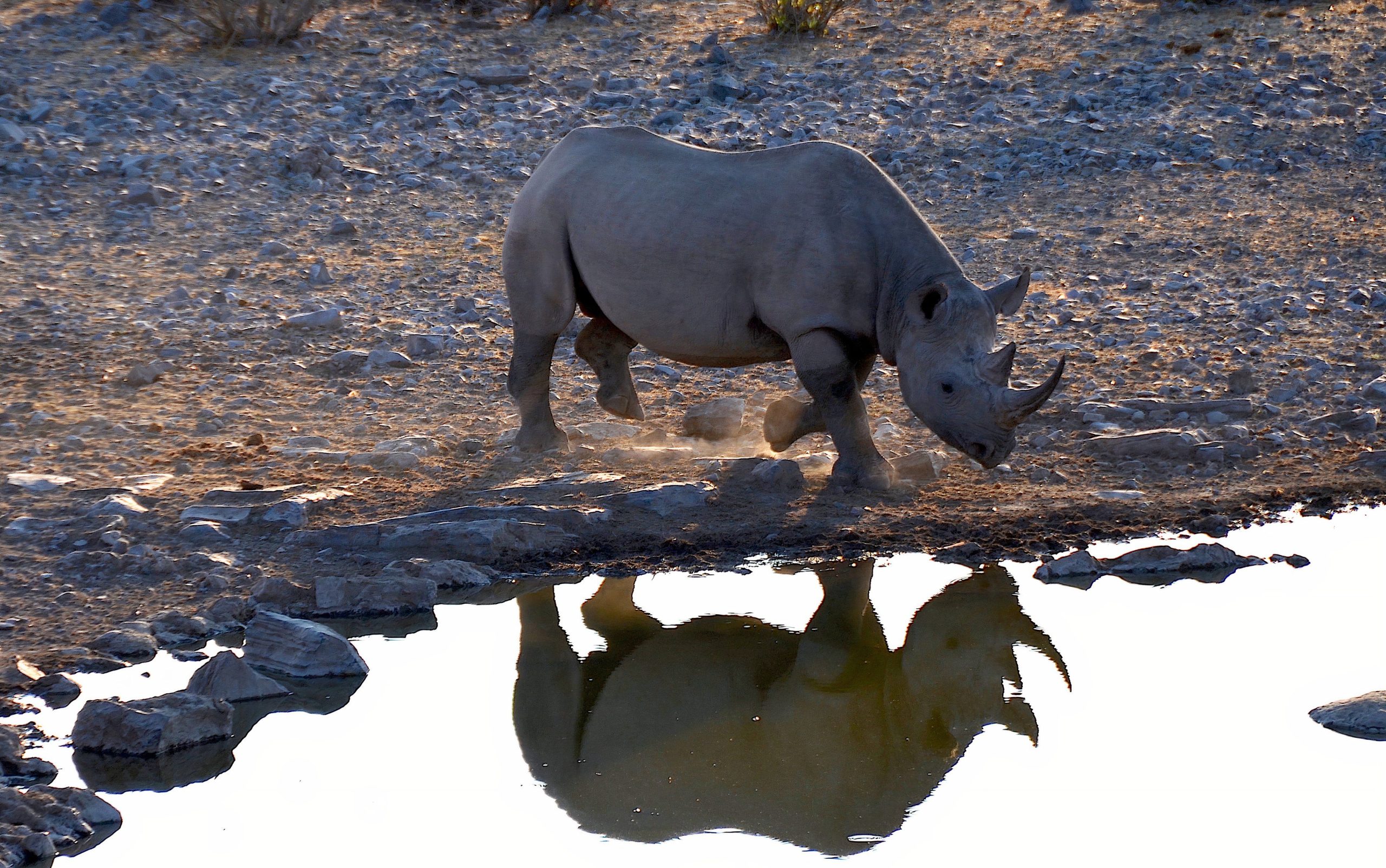 2025年の世界で最も絶滅の危機にある動物を見つける場所
