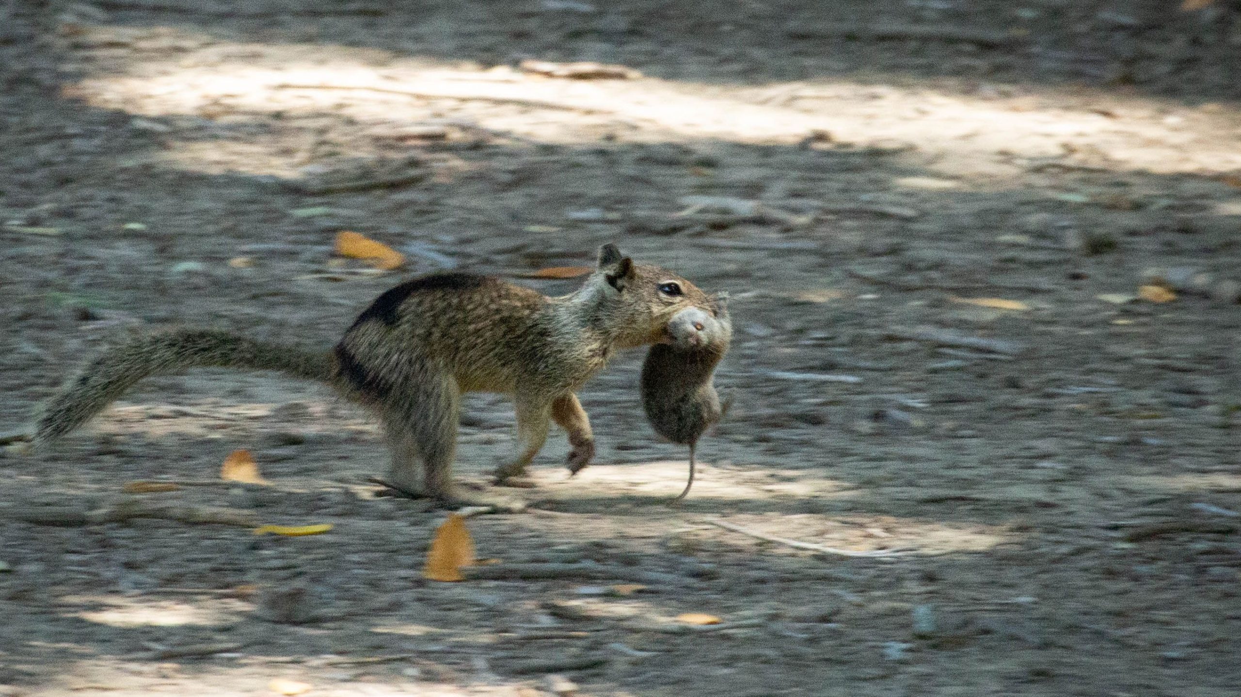 新しい研究は、リスが肉食性になる可能性があることを明らかにし、狩りを学ぶ