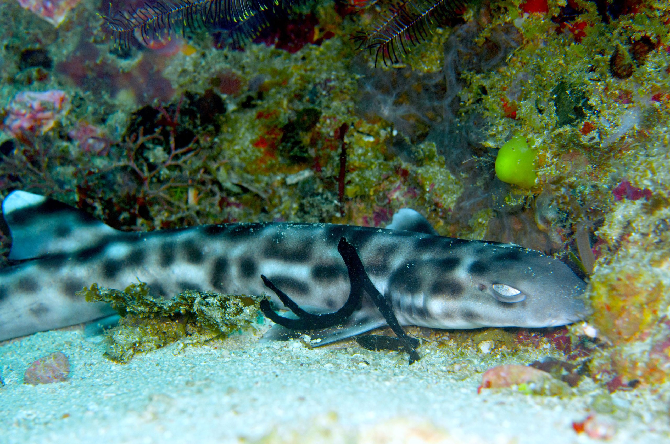 以前に自然の生息地で発見されたことのないサメを発見することに興奮した専門家