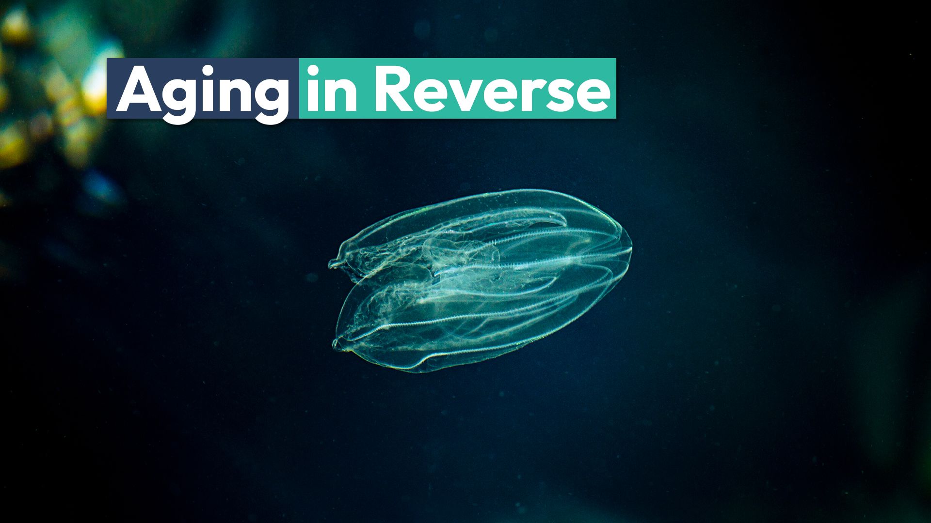 奇妙な「海のクルミ」は、ベンジャミンボタンの奇妙なケースのように逆に老化する可能性があります