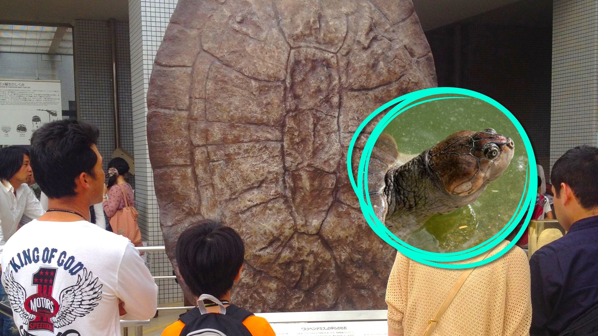 世界最大の「車サイズの」カメはあなたを一口で食べることができます