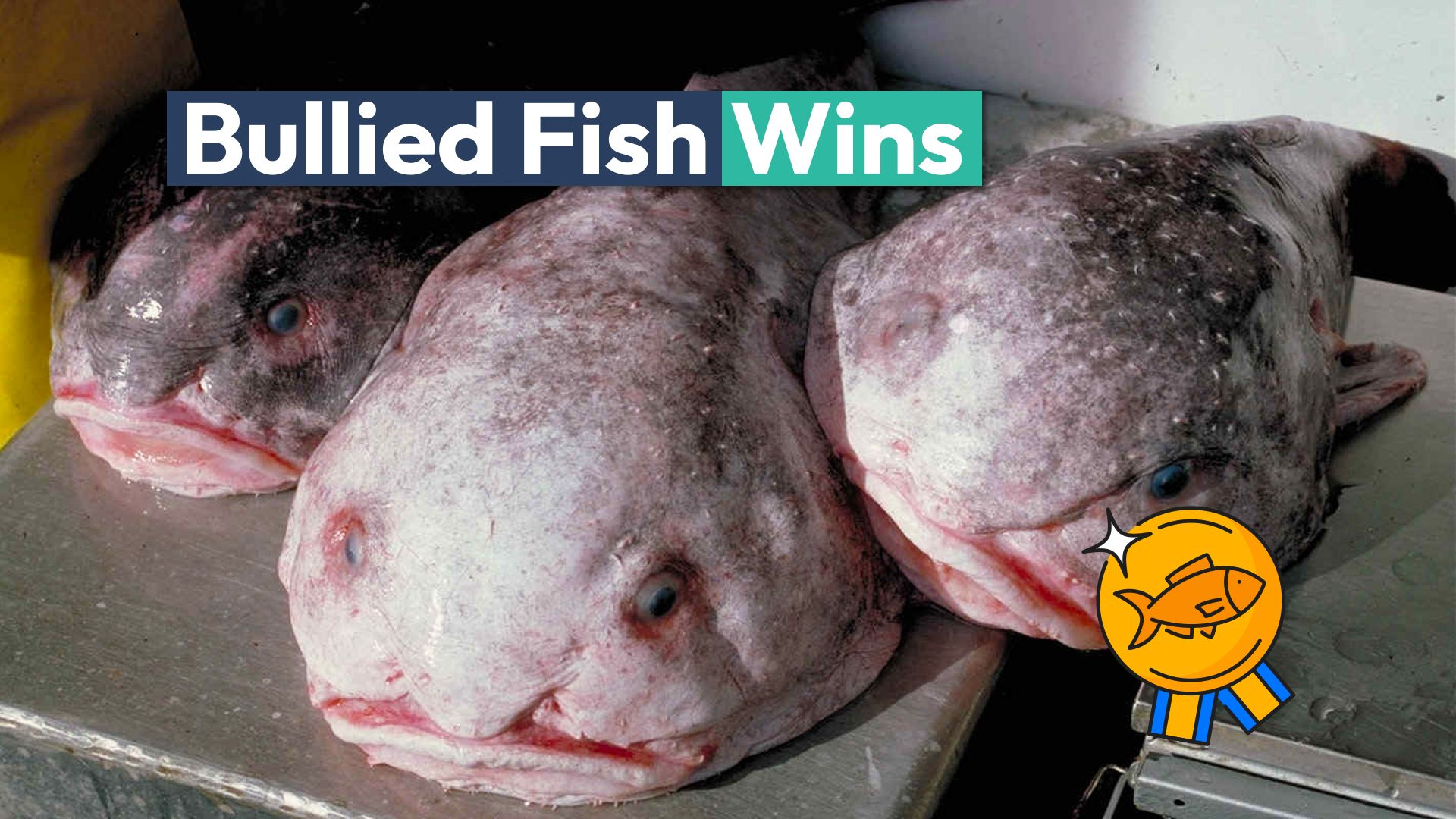 世界の「最もいじめられた」魚には名誉ある賞が与えられています