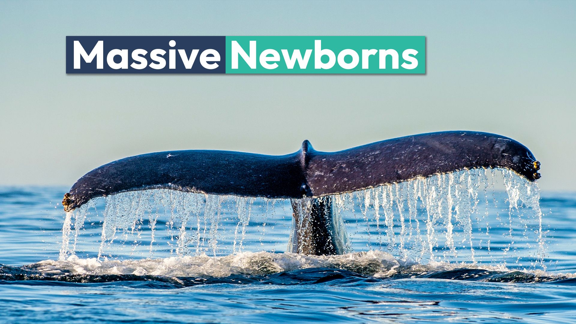 この動物は、地球上の最大の赤ちゃんを車の大きさで生み出します