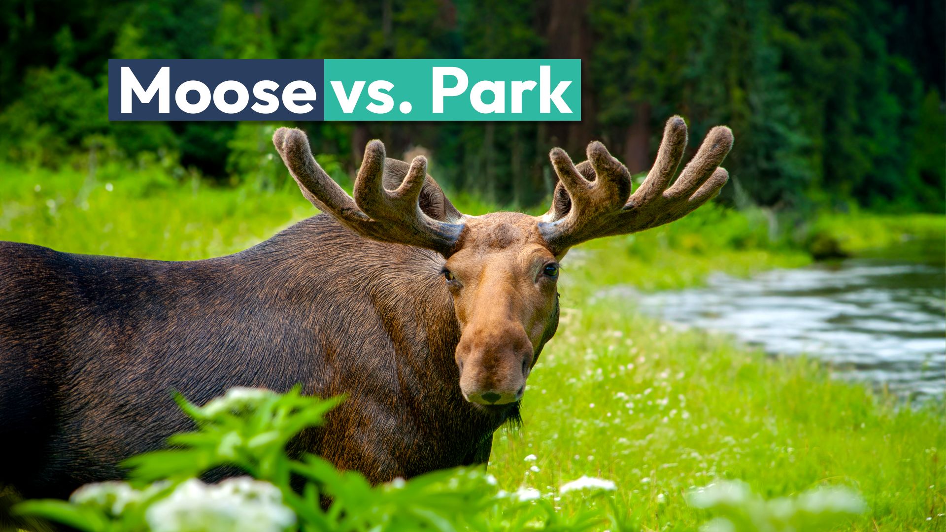 この主要な米国国立公園には公式にムースの問題があります