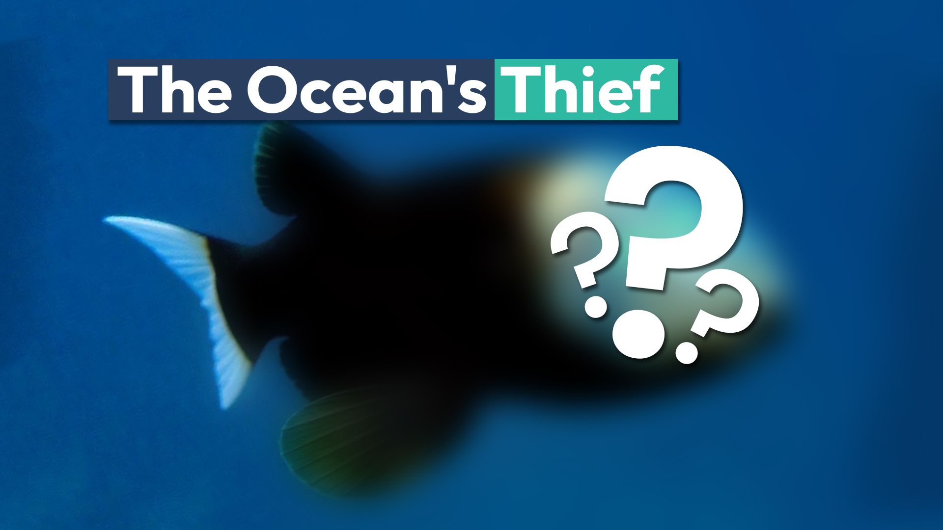 文字通りのシースルーヘッドを備えたこの奇妙な海の生き物は、一般的な泥棒にすぎません