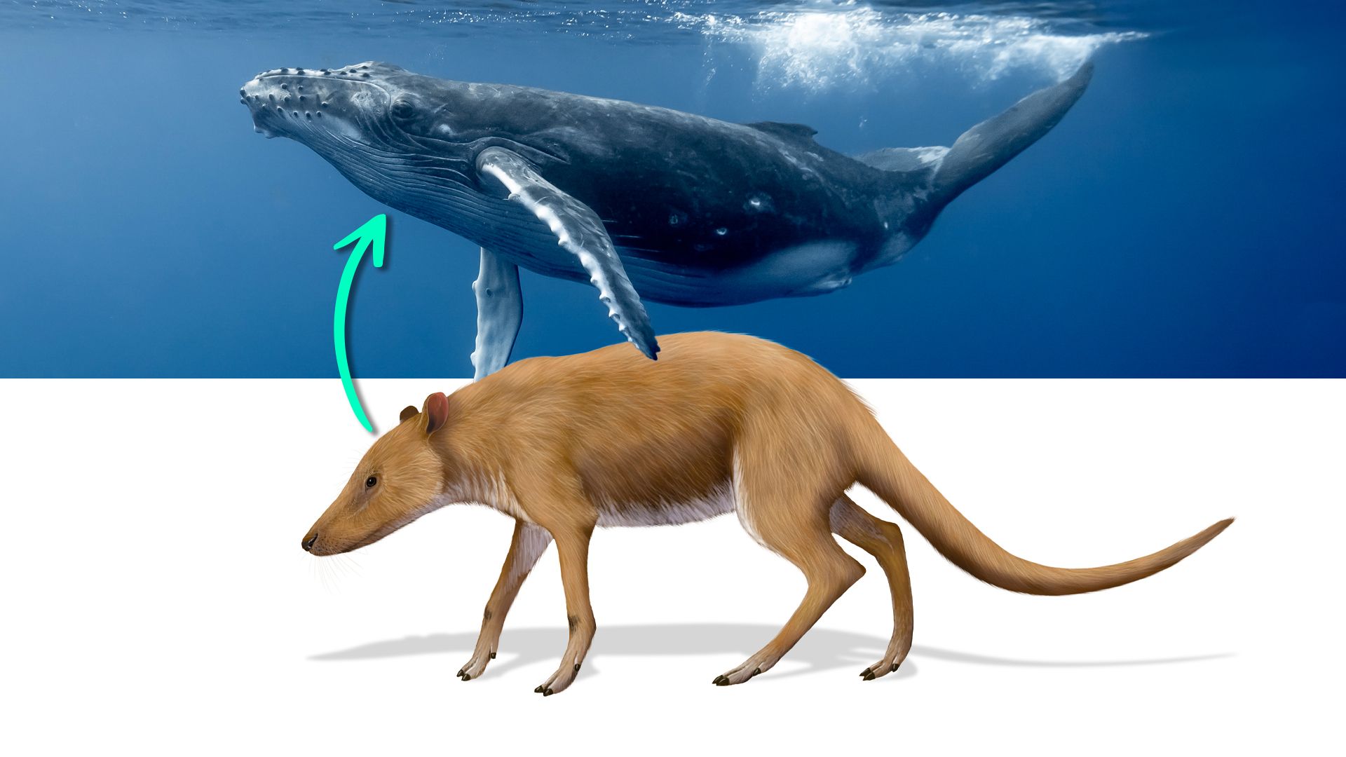 クジラは、犬のローデントハイブリッドのように見えるヤギのサイズの4本足の毛皮のような生き物から進化しました