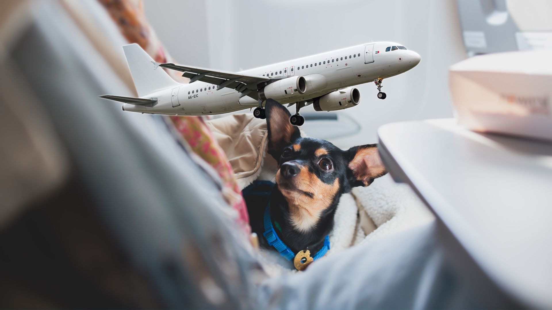 どの米国航空会社が最もペットフレンドリーですか？