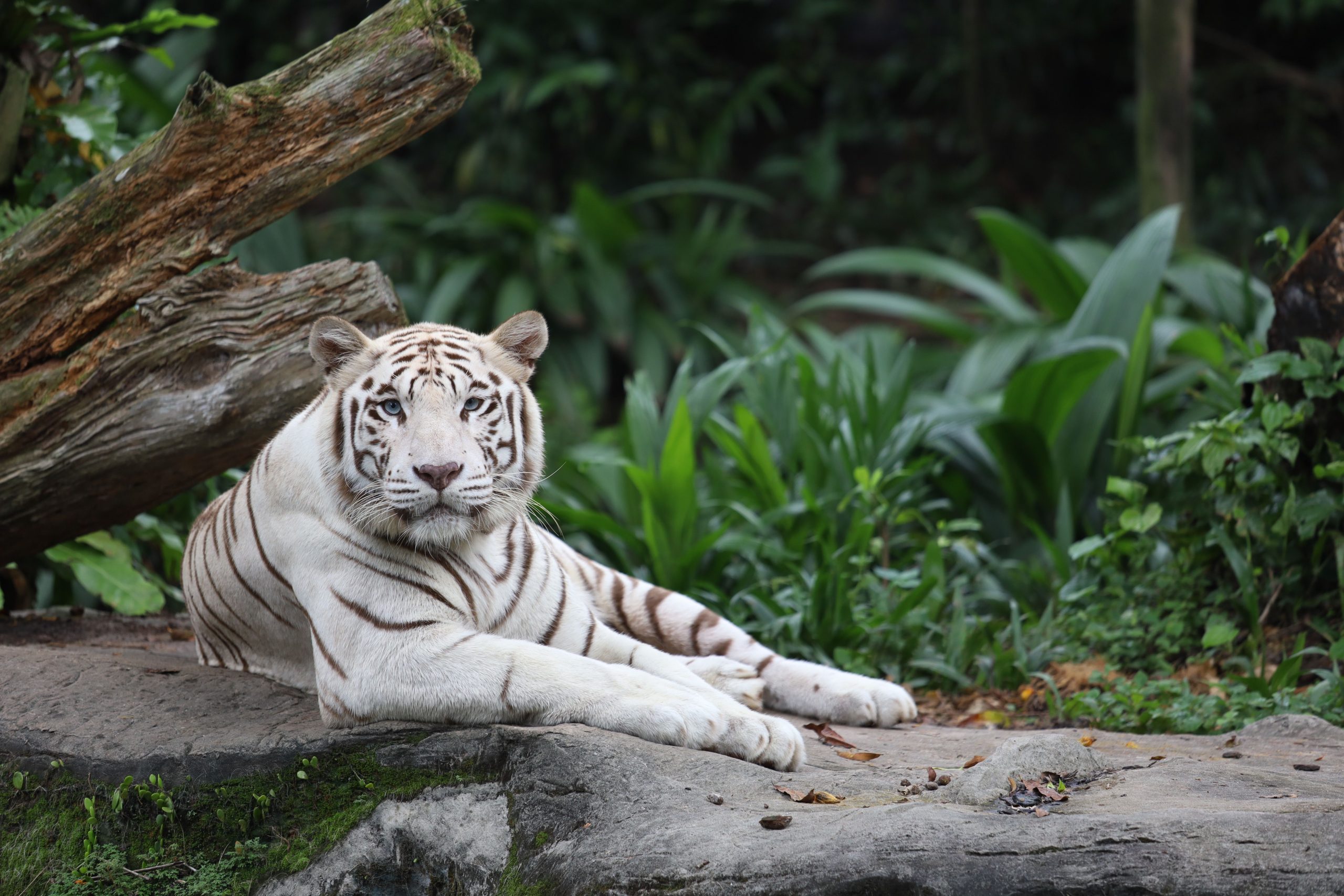 鳥のインフルエンザで亡くなっている米国の動物園の絶滅の危機にある動物：当局者は、飼育下の種について「重大な意味」を警告します