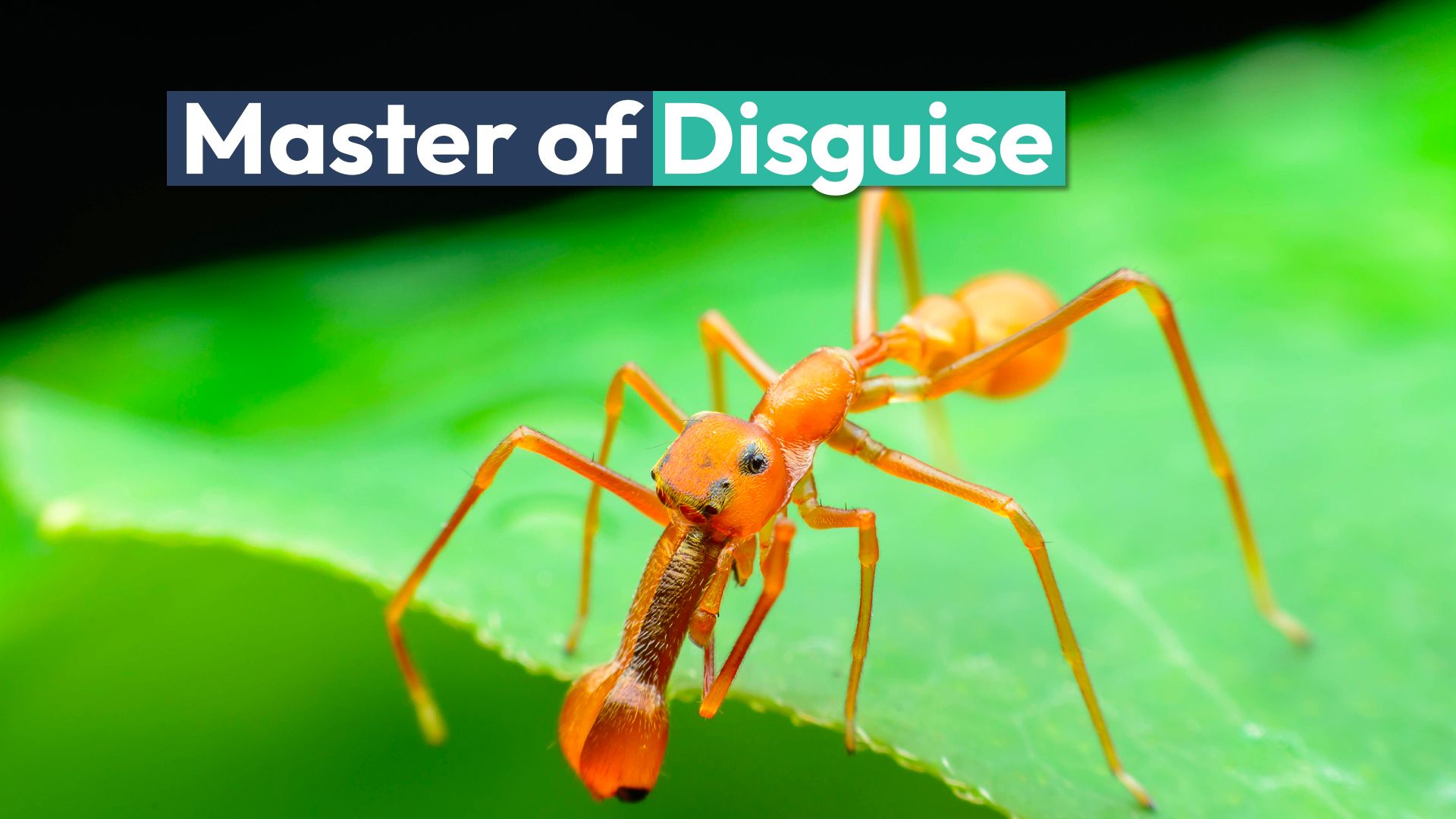 なぜ一部のクモは、別の生き物のふりを完全に見せているのですか