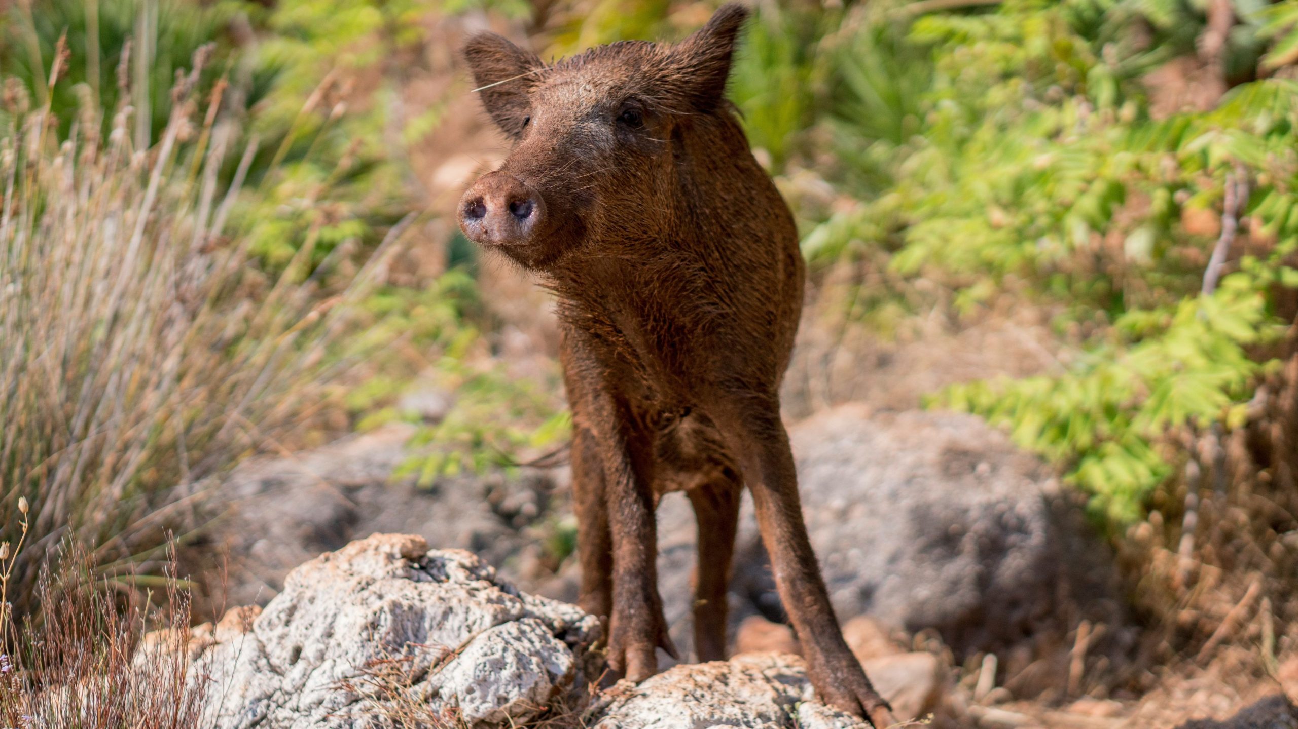 イノシシが法的な戦いに勝ち、安楽死の脅威の後に所有者と留まる