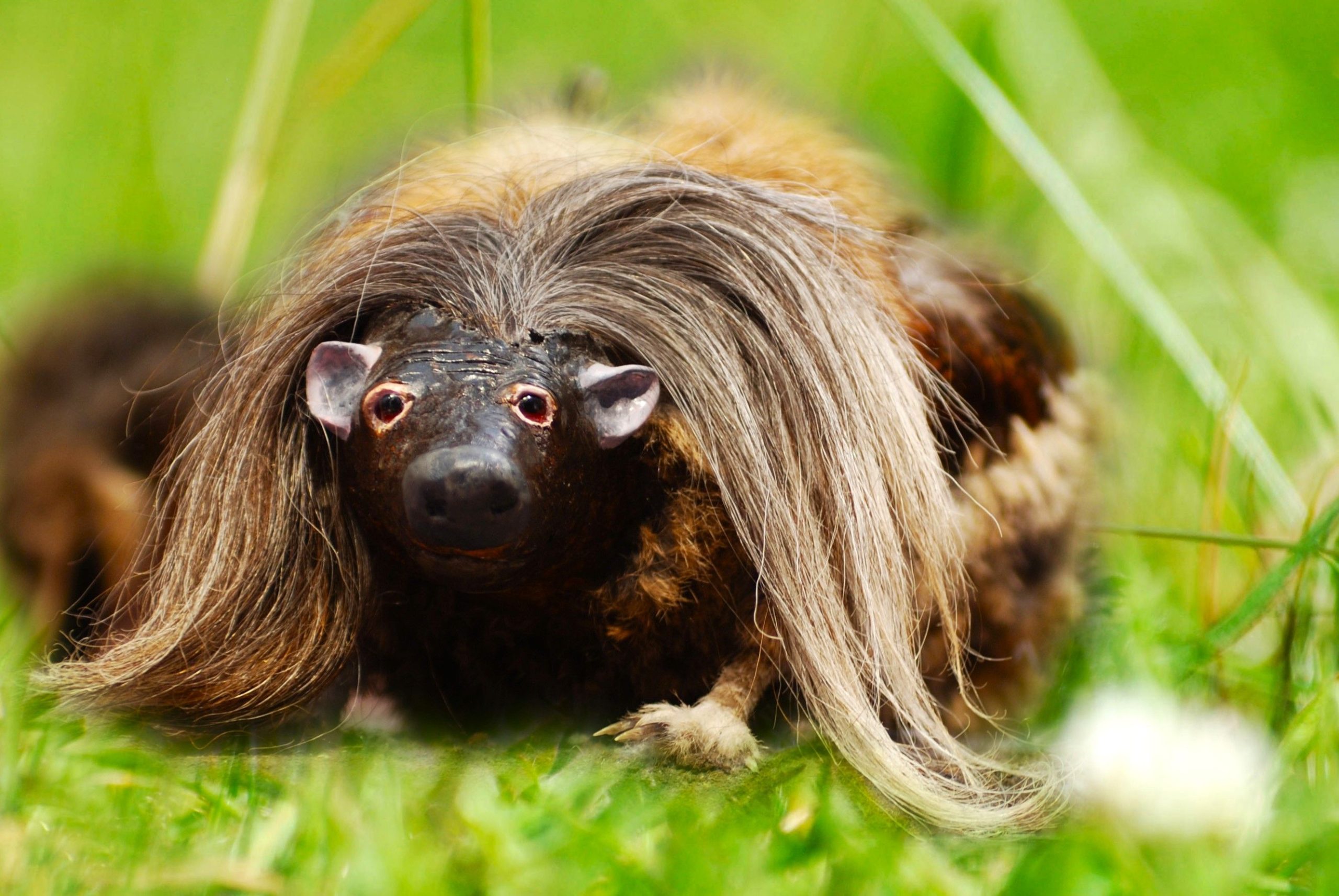 Bamboozled：これらの種はデマであることが判明しました