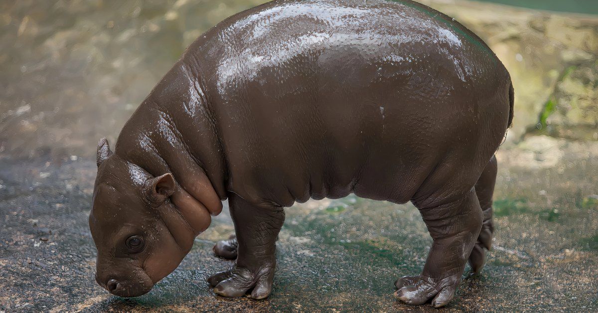 タイの赤ちゃんのピグミーバイポは観光の数を劇的に増やしていますが、動物園は訪問者に厳しい警告を与えています