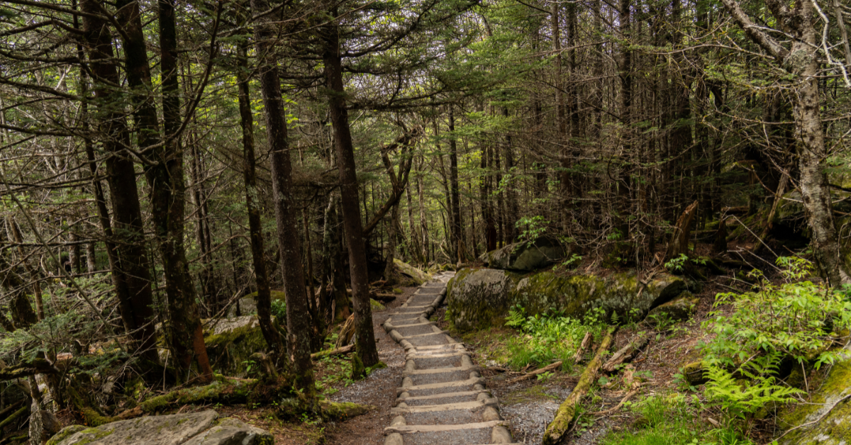 ノースカロライナ州の土地所有者のタマラ・オーウェンズは、夜に彼女の悪魔の森の土地を見学することを拒否しますが、私たちは彼女を責めません
