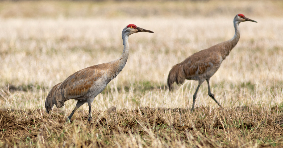 ハリケーン・ミルトンがフロリダにぶつかる直前に、不気味な映像が街を歩いているサンドヒル・クレーンのグループを示しています