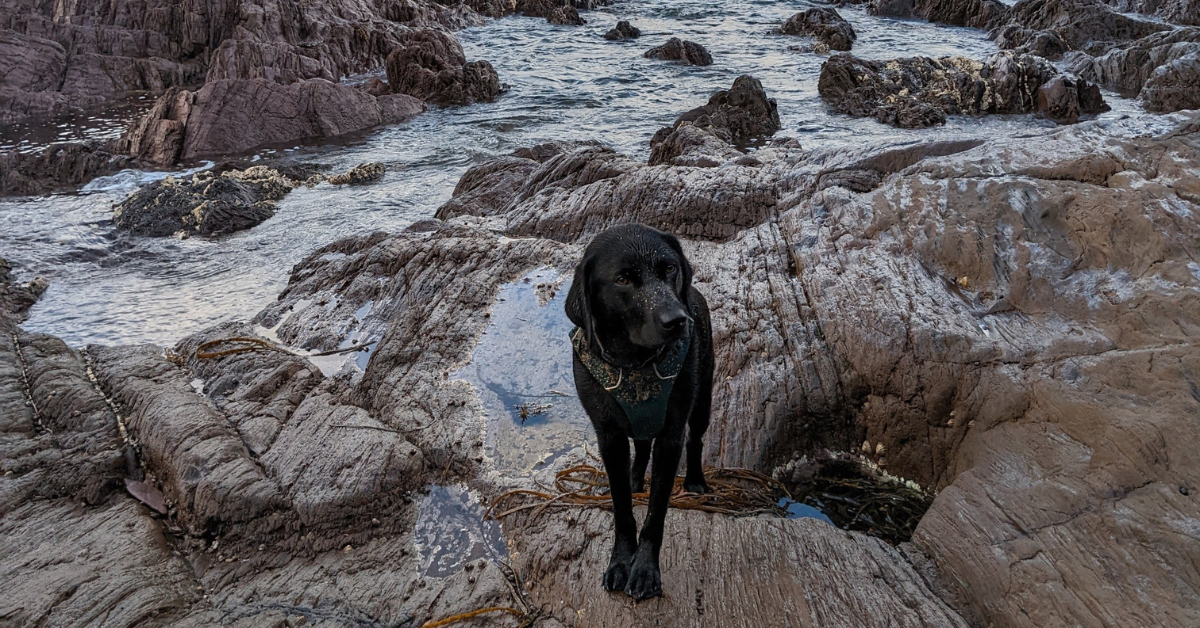 エジプトのピラミッドを登る野良犬は、ロッククライミング犬の反対の反応を得ました