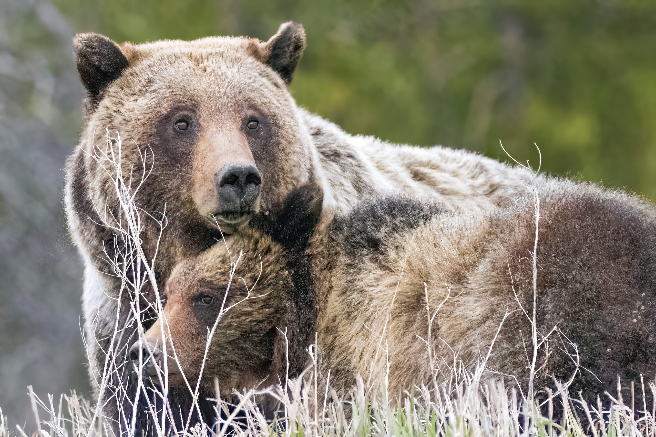 クマがまだ冬にリスクがある7つの国立公園