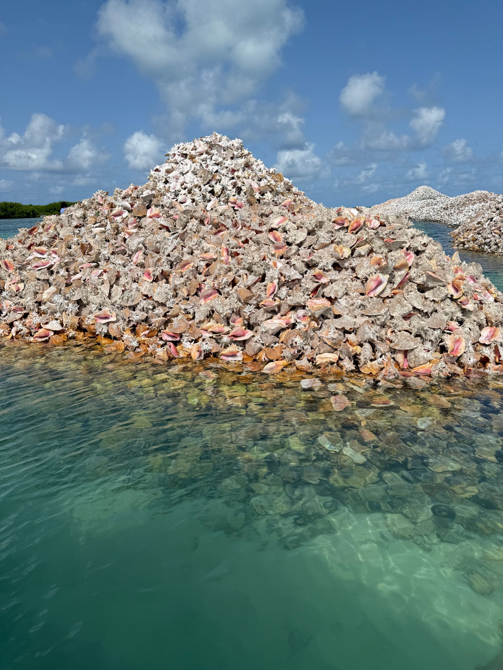 この隠されたミニカリブ海「島」は毎日大きくなり、成長するのを助けることができます
